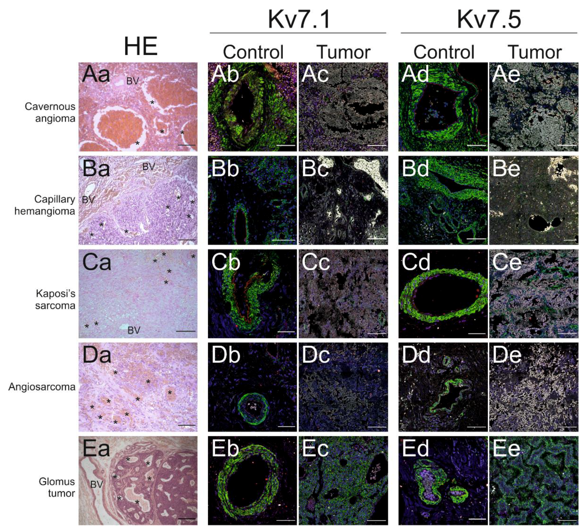 Ijms 21 06019 g002 Ijms 21 06019 g002