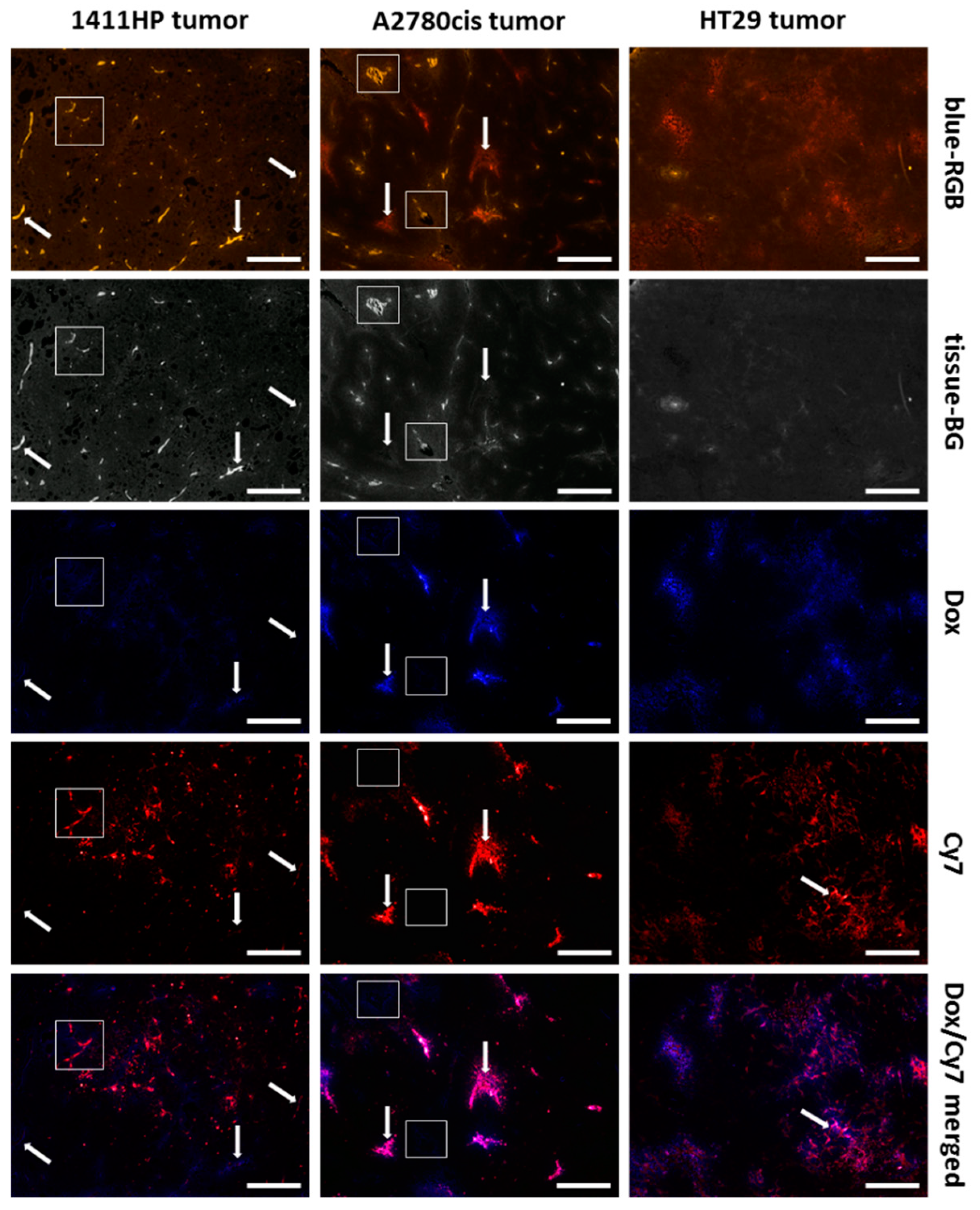 Ijms 21 06029 g006 Ijms 21 06029 g006