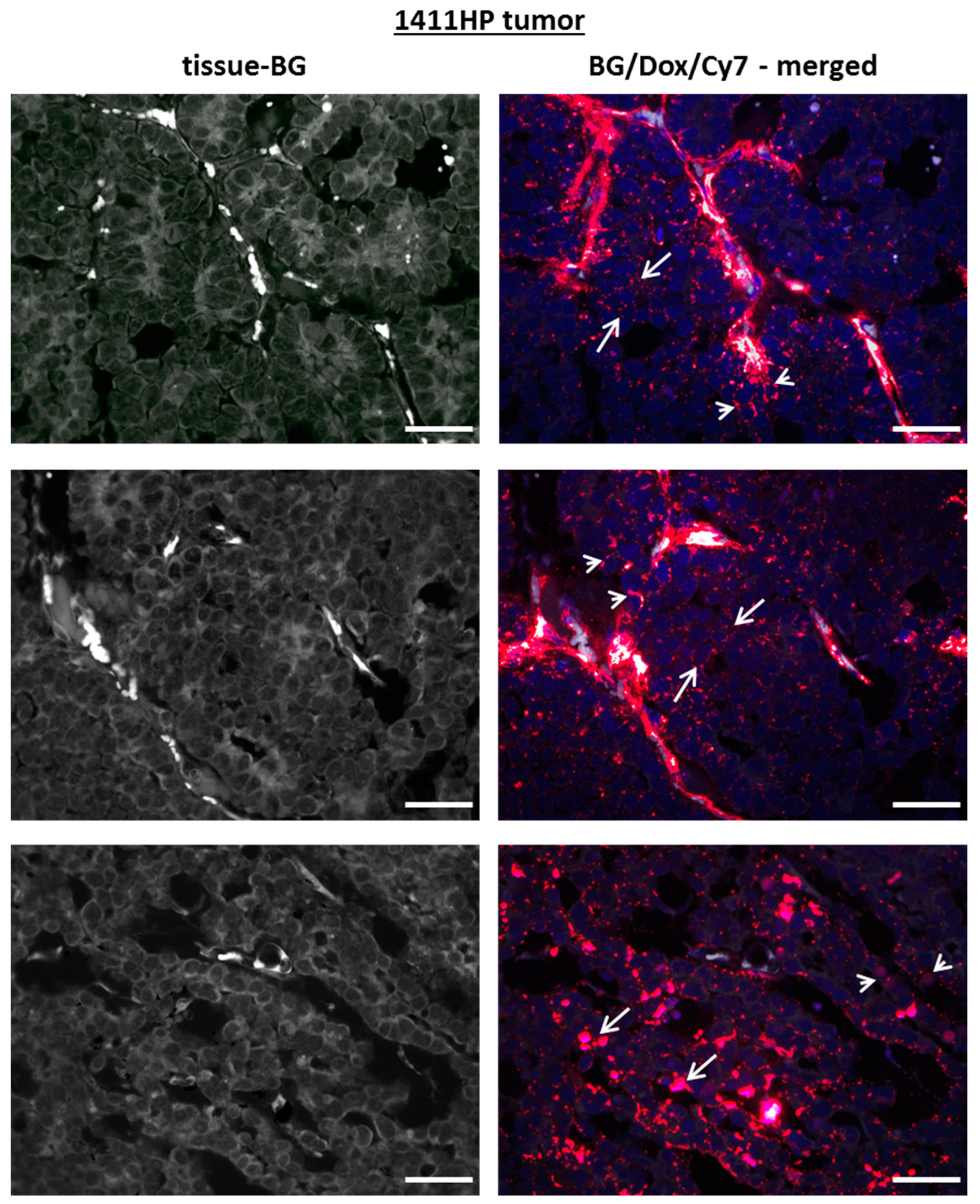 Ijms 21 06029 g007 Ijms 21 06029 g007