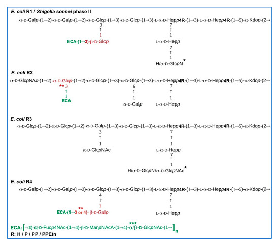 Ijms Free Full Text Lipopolysaccharide Linked Enterobacterial Common Antigen Ecalps Occurs In Rough Strains Of Escherichia Coli R1 R2 And R4 Html