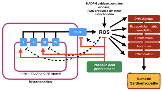 その他 Yu Mitochondrial Dysfunction in Diabetic Cardiomyopathy: The