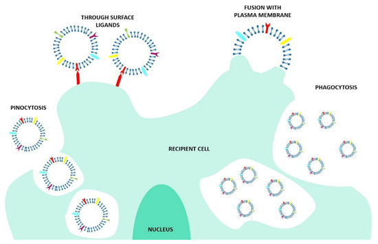 EVs and Bioengineering: From Cellular Products to Engineered