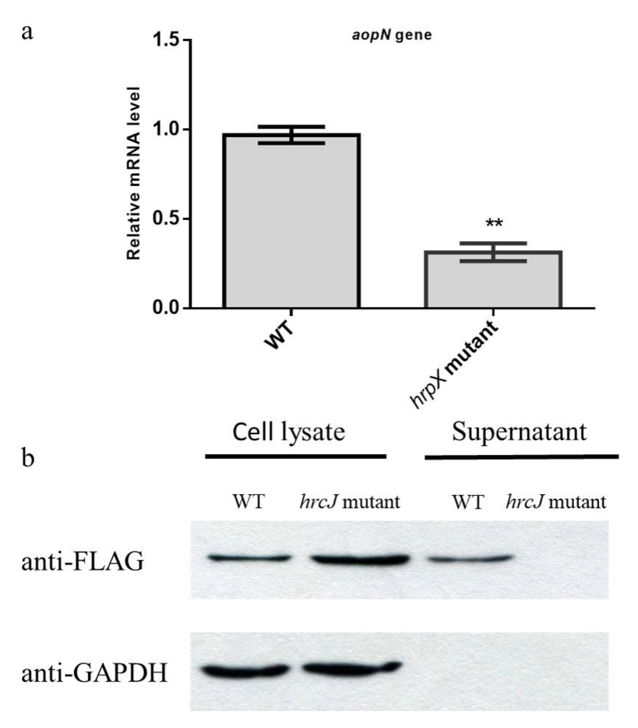 Ijms 21 06050 g002 Ijms 21 06050 g002