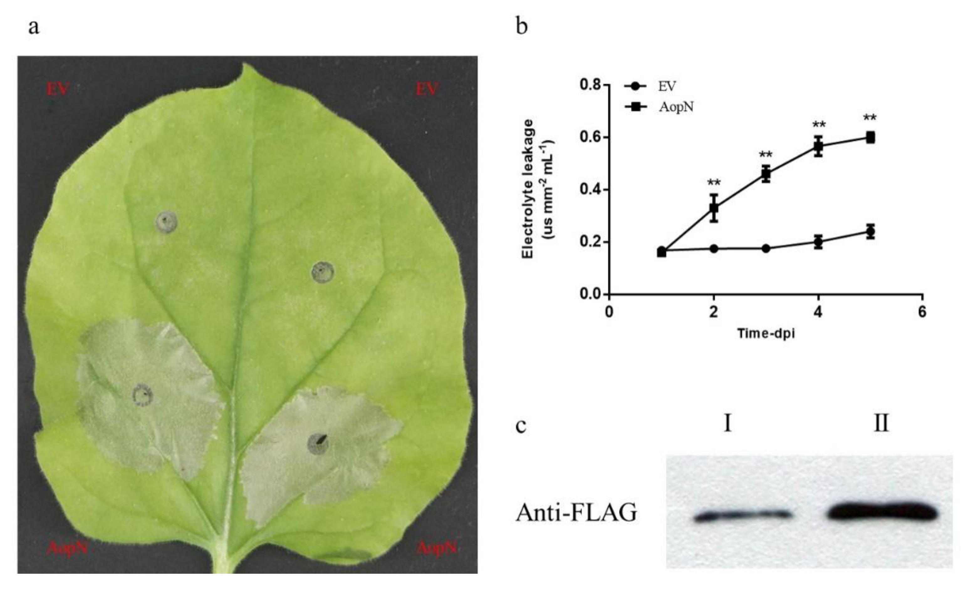 Ijms 21 06050 g005 Ijms 21 06050 g005