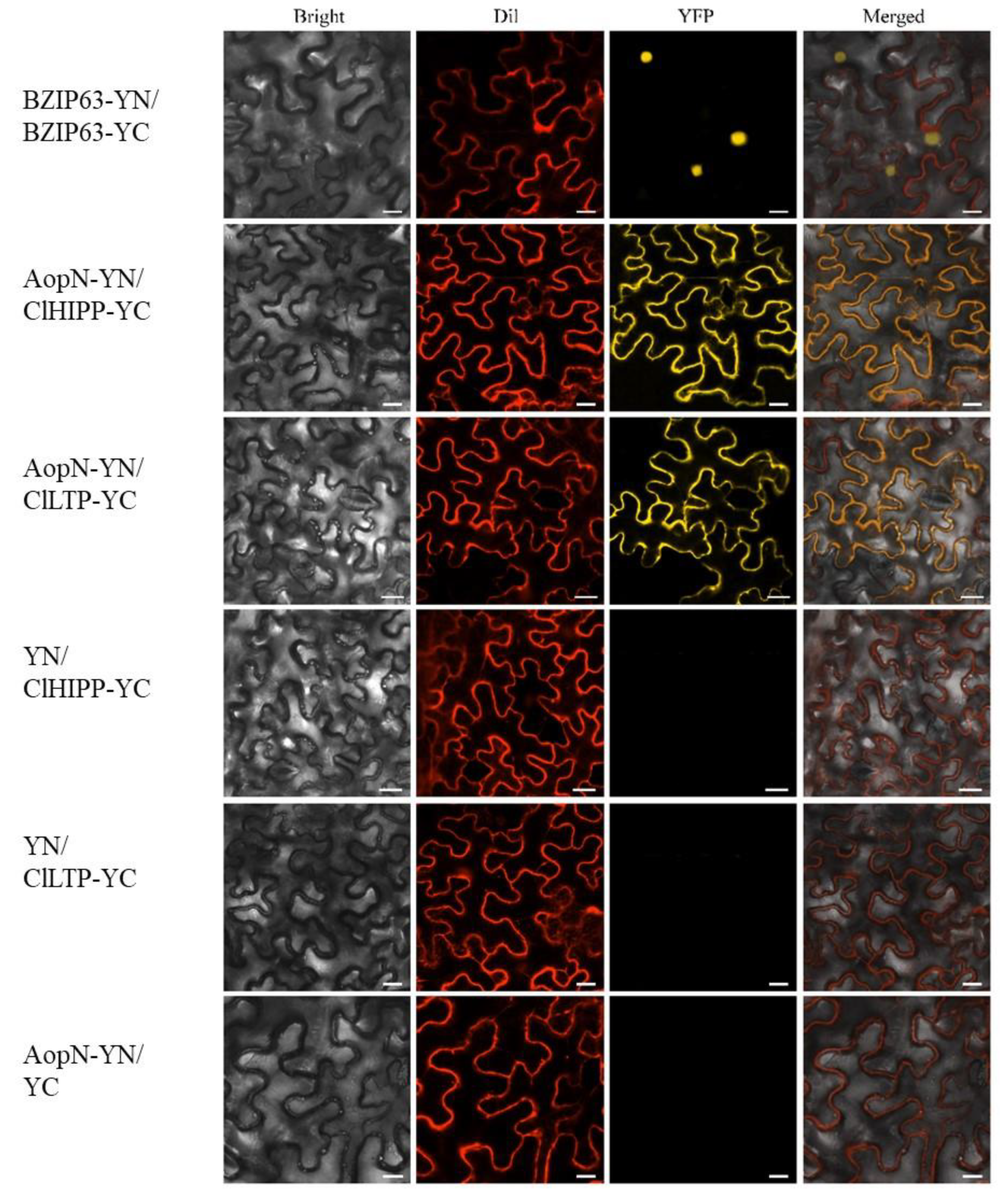 Ijms 21 06050 g008 Ijms 21 06050 g008