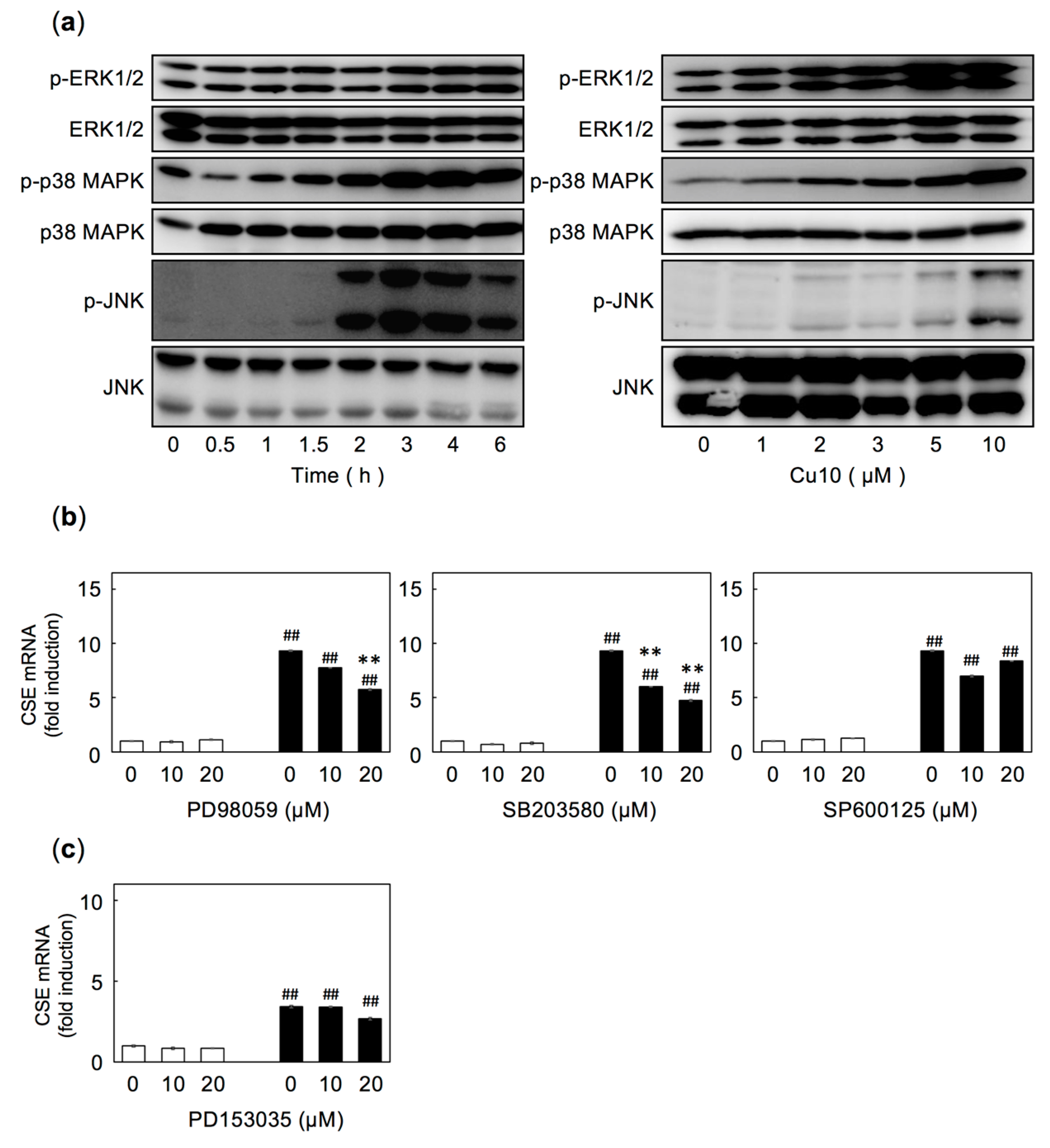 Ijms 21 06053 g003 Ijms 21 06053 g003