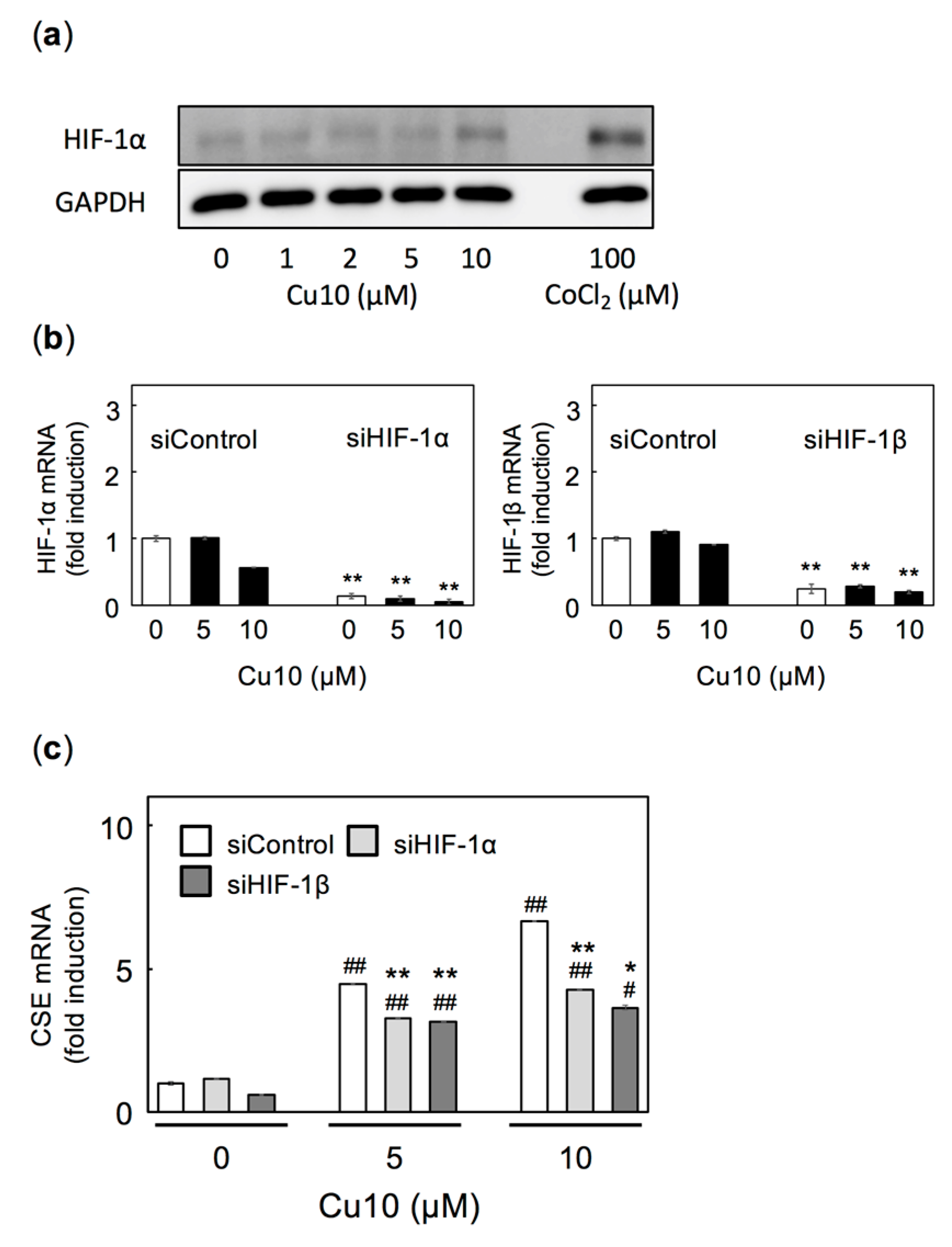 Ijms 21 06053 g004 Ijms 21 06053 g004