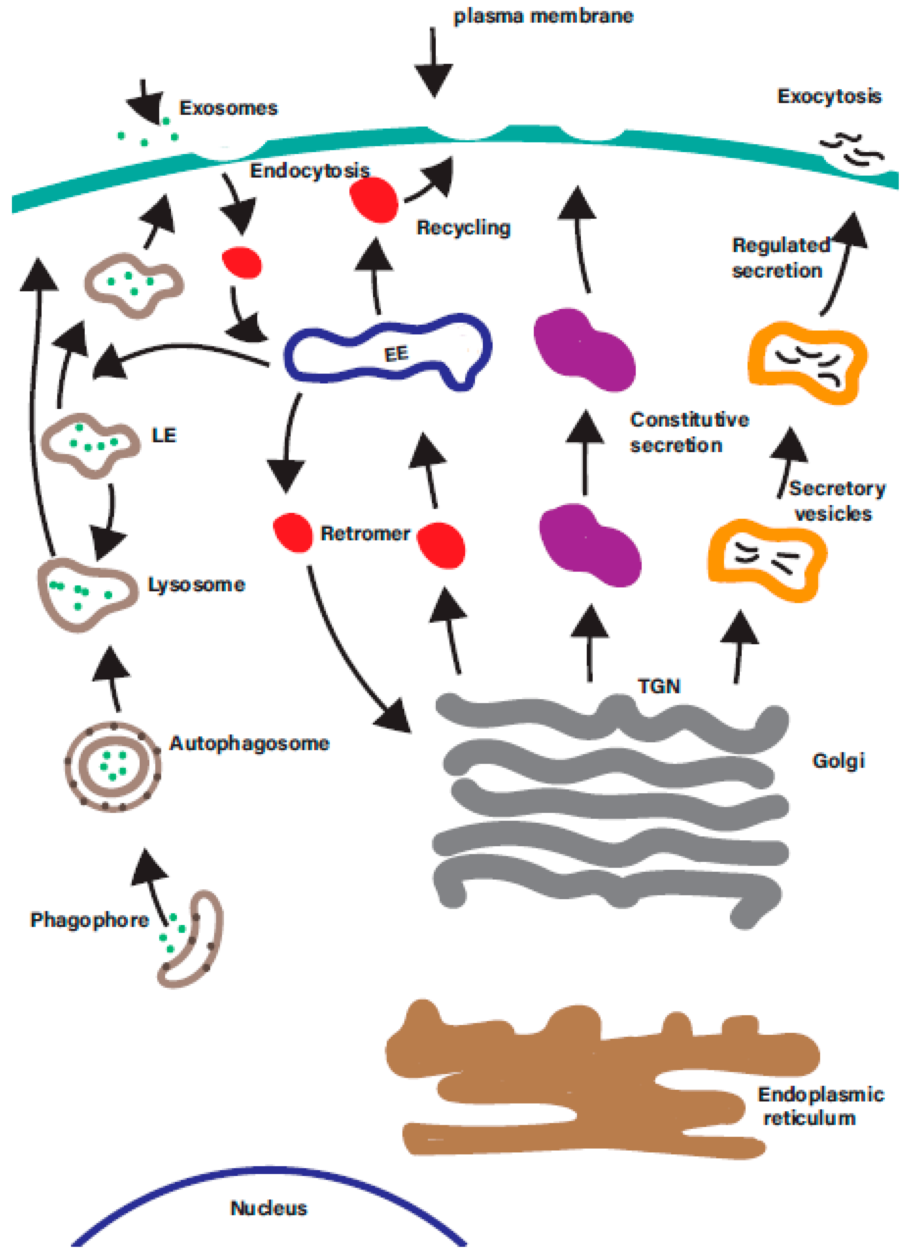 IJMS Free FullText The Endosomal Recycling Pathway—At the
