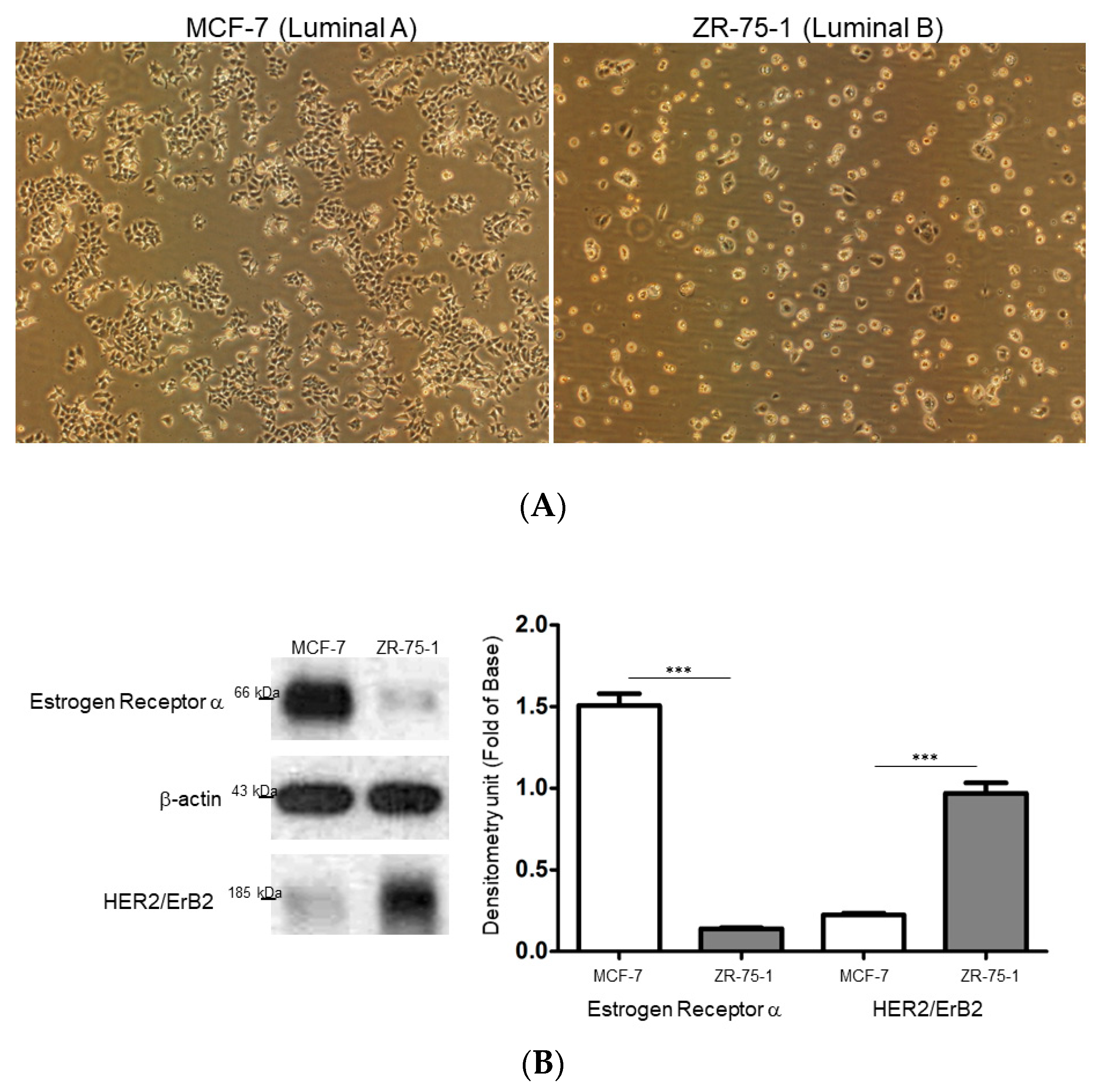 Ijms 21 06077 g001 Ijms 21 06077 g001