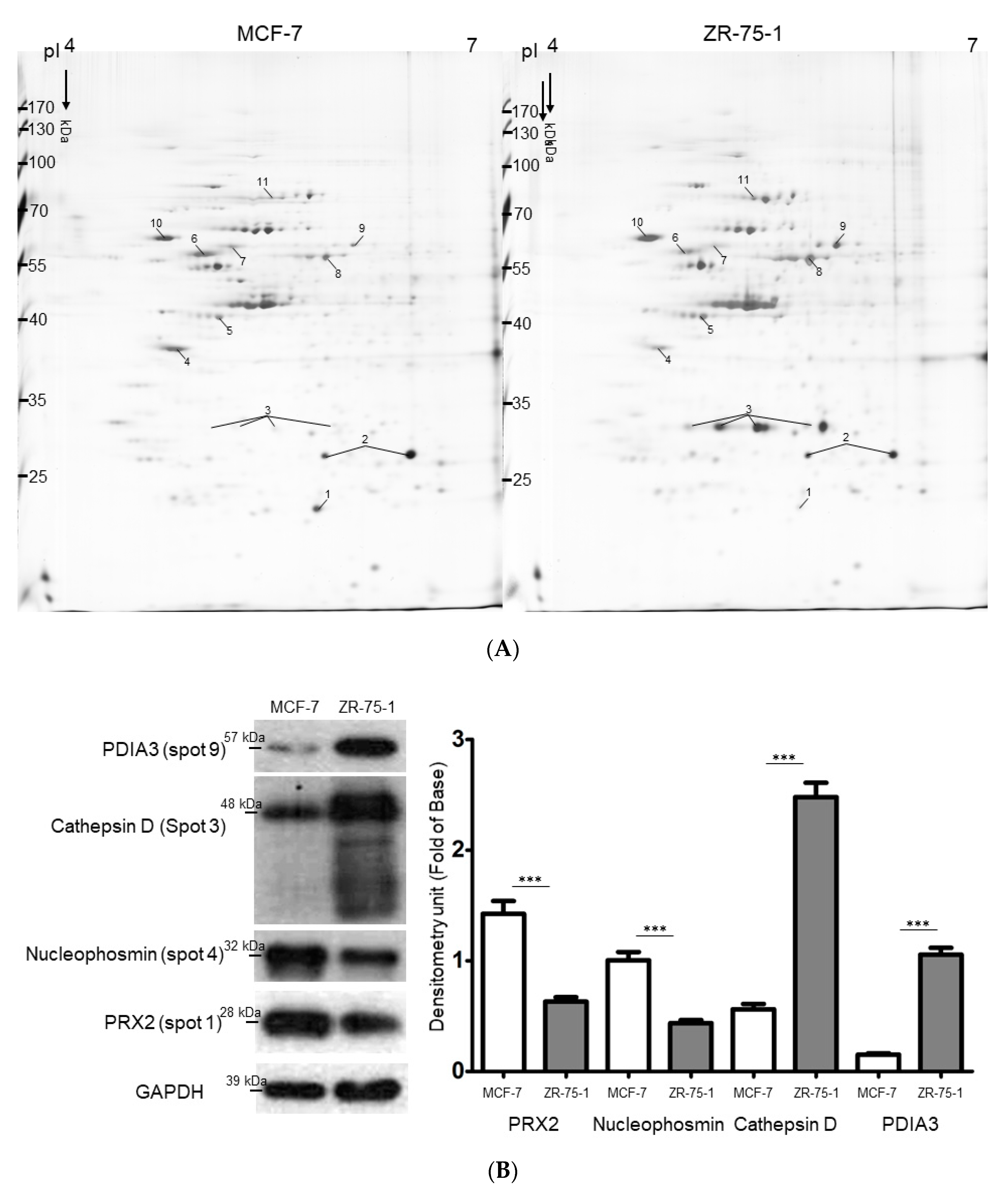 Ijms 21 06077 g002a Ijms 21 06077 g002a