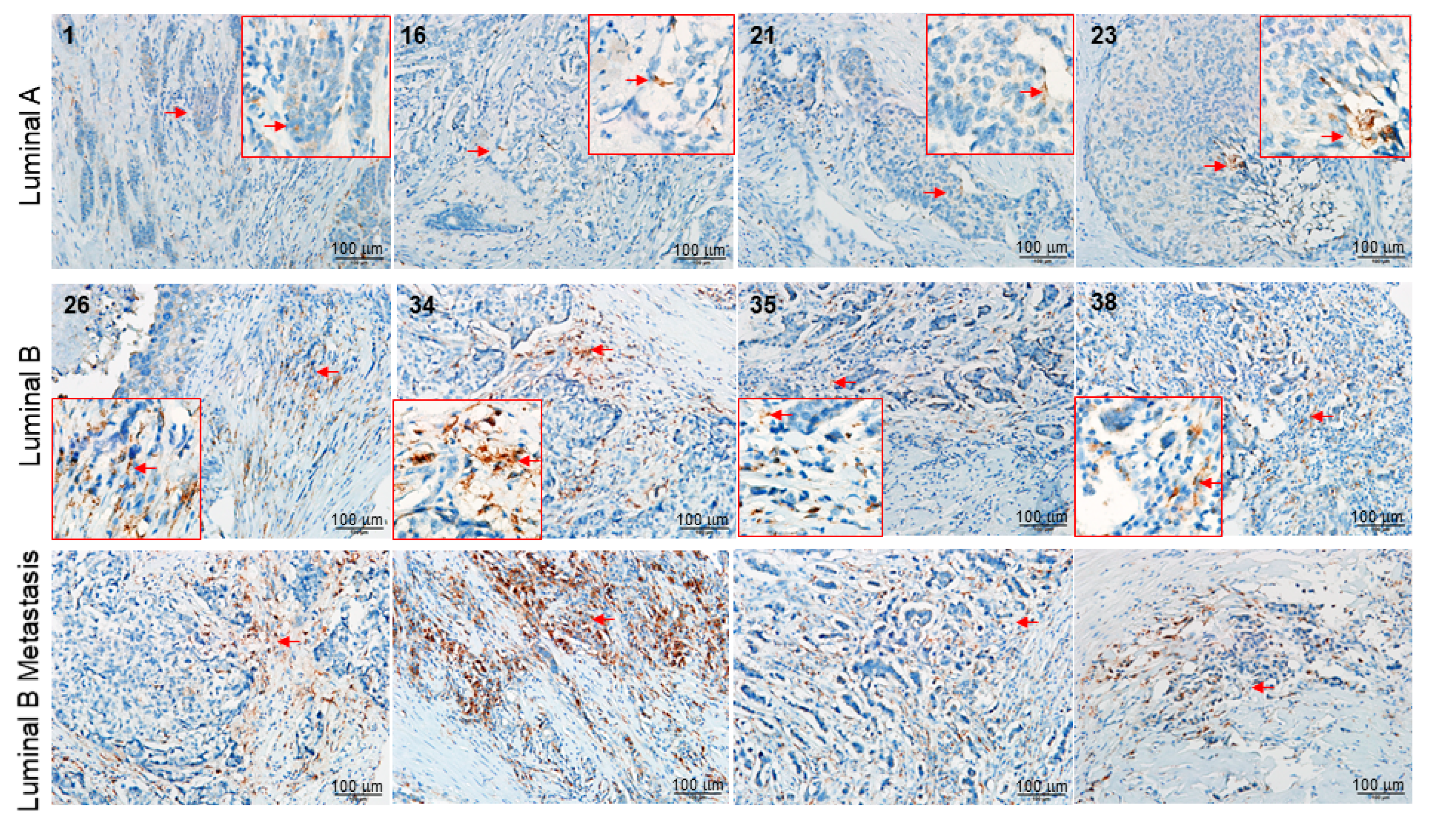 Ijms 21 06077 g003 Ijms 21 06077 g003