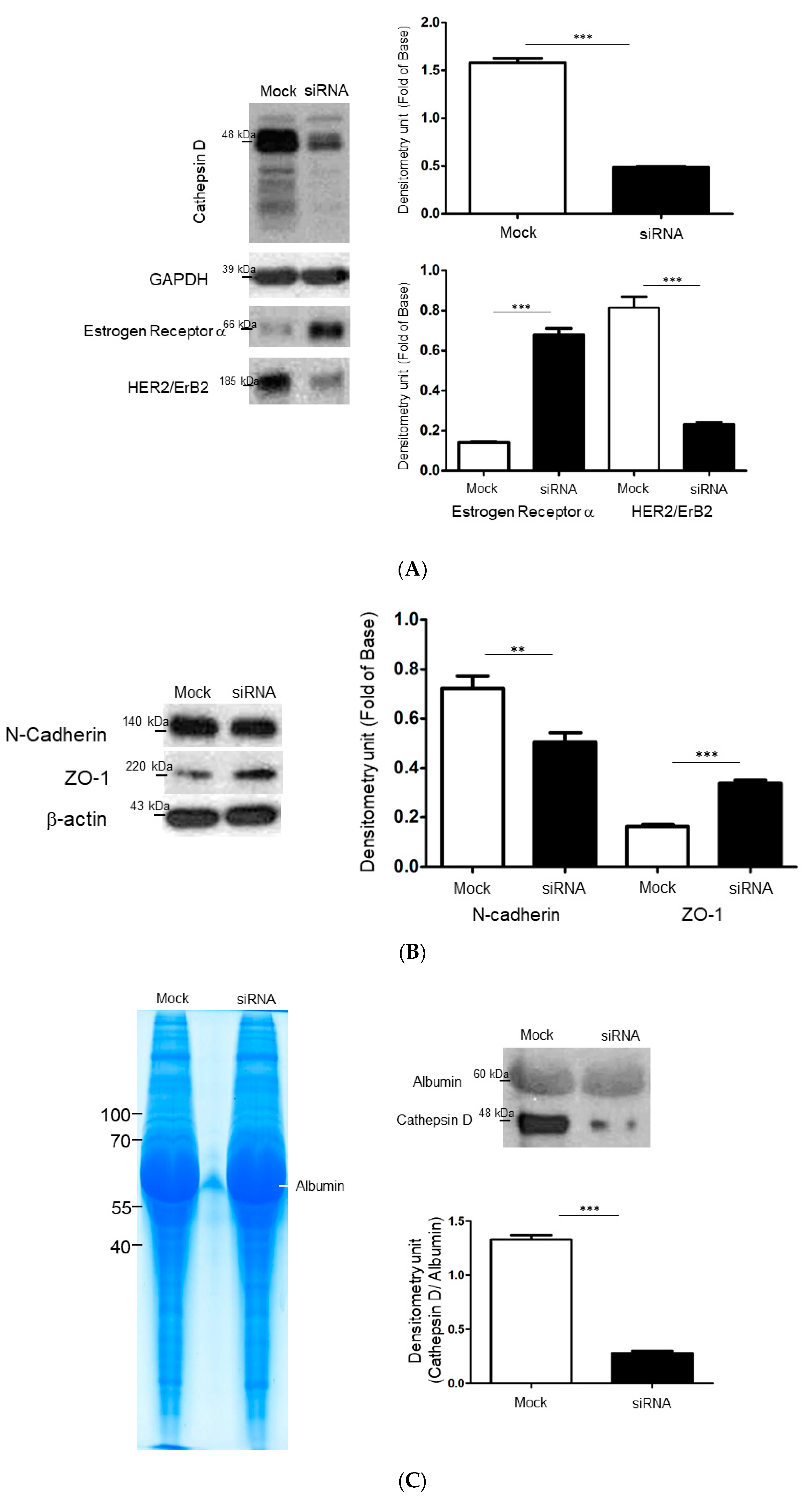 Ijms 21 06077 g004a Ijms 21 06077 g004a