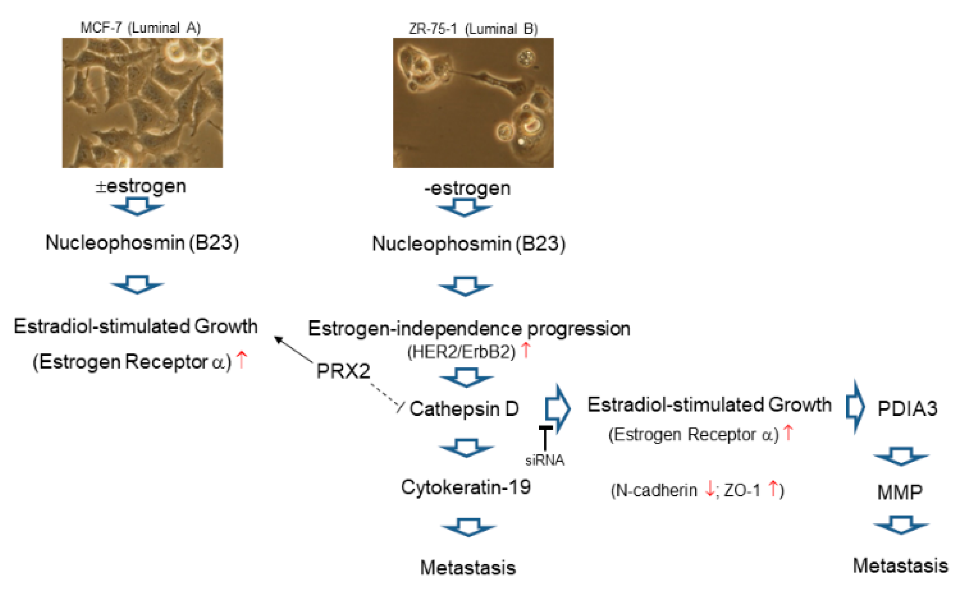 Ijms 21 06077 g005 Ijms 21 06077 g005