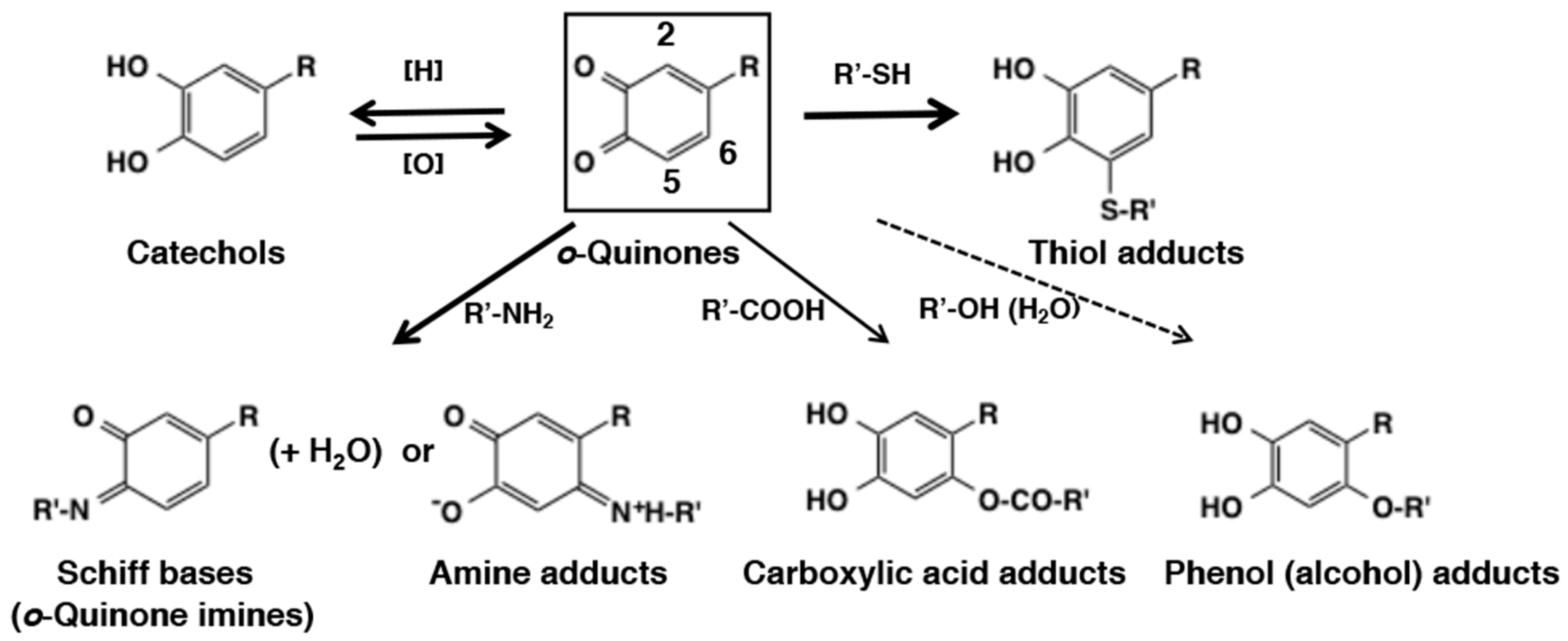 IJMS Free FullText Chemical Reactivities of orthoQuinones