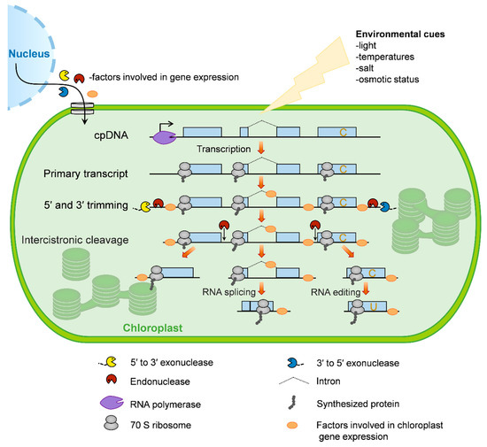 IJMS | Free Full-Text | The Role of Chloroplast Gene Expression in