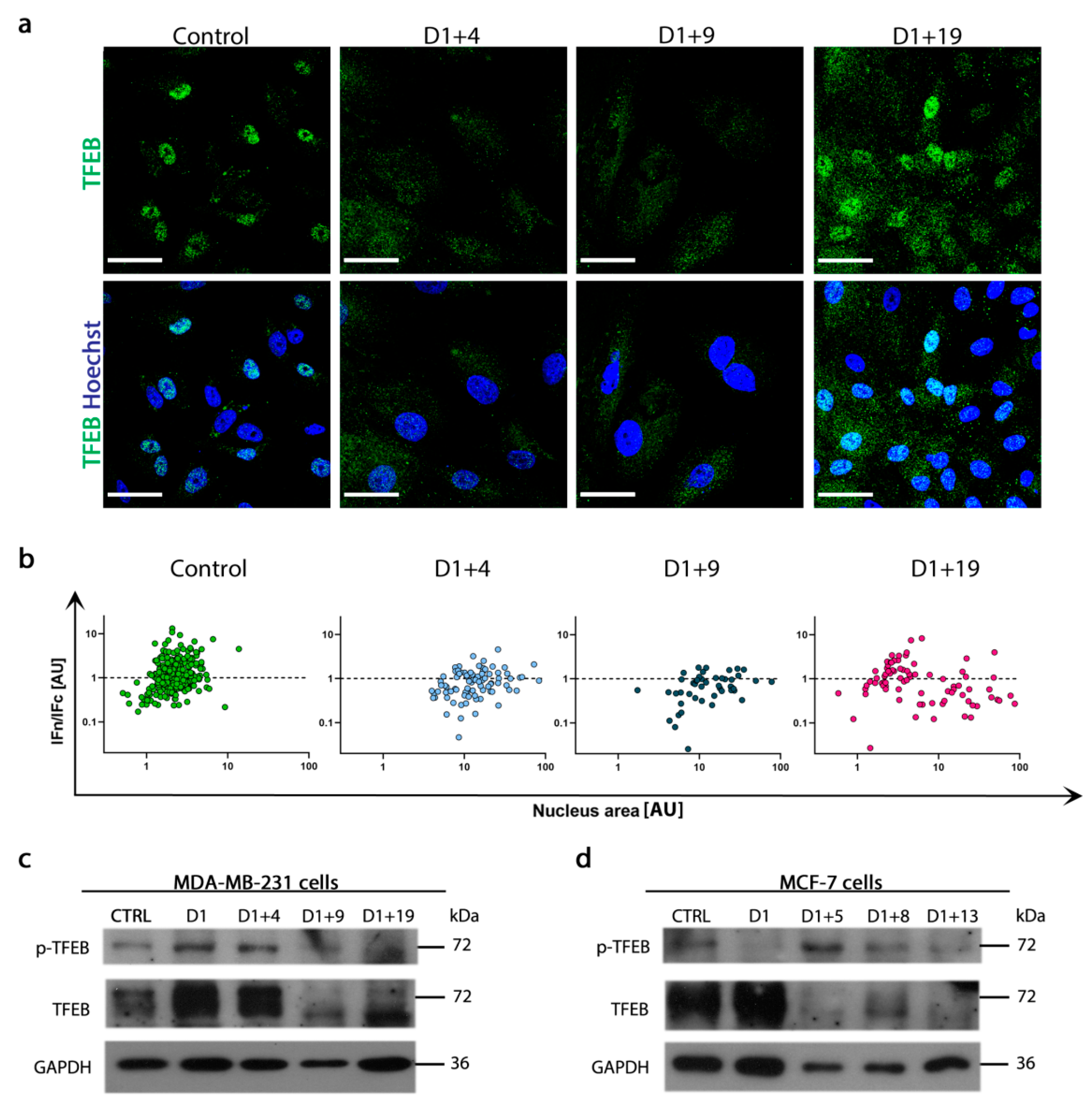 image pro plus best parameters for immunofluorescence image pro plus best parameters for immunofluorescence