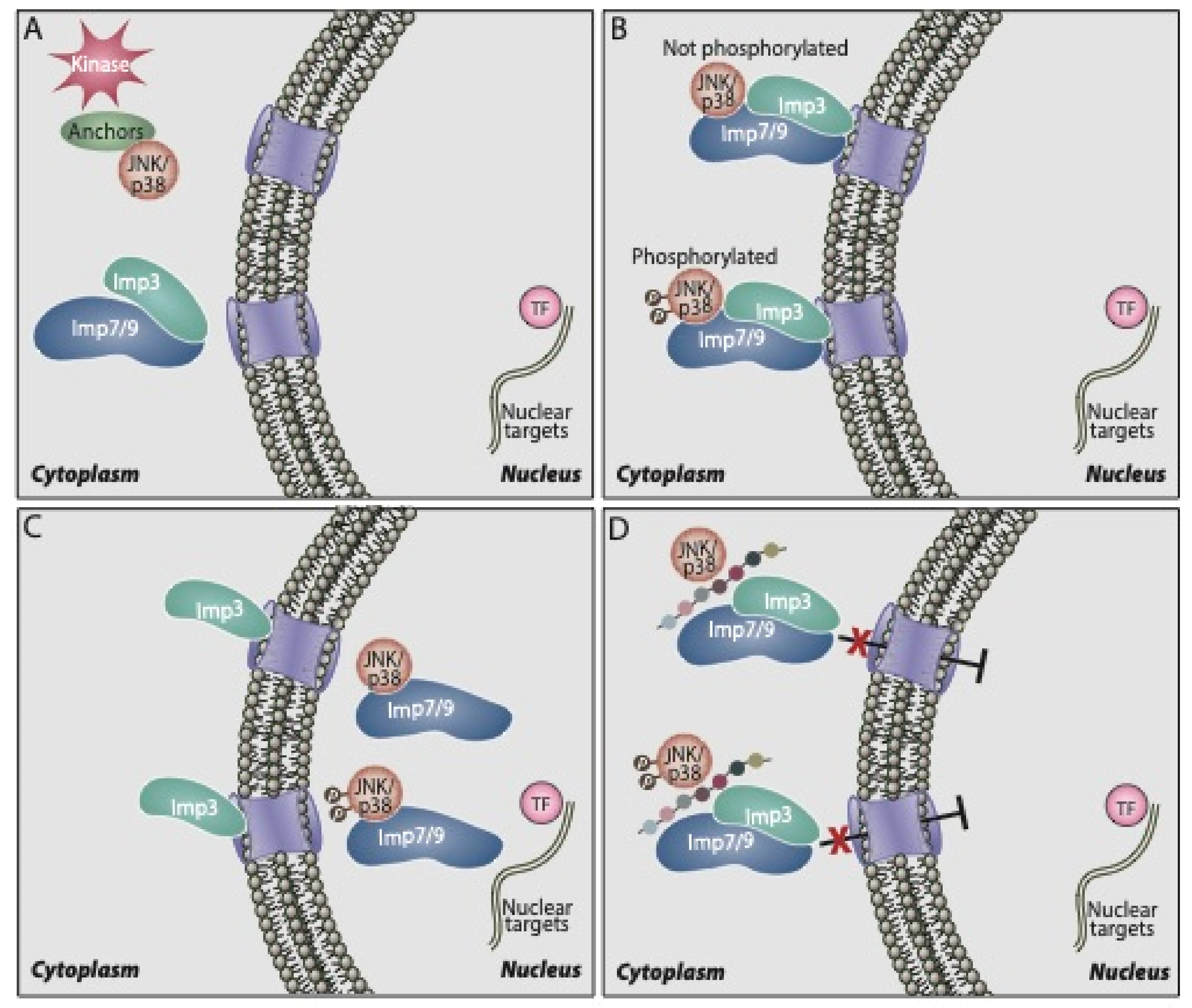 IJMS Free FullText Nuclear P38 Roles in Physiological and