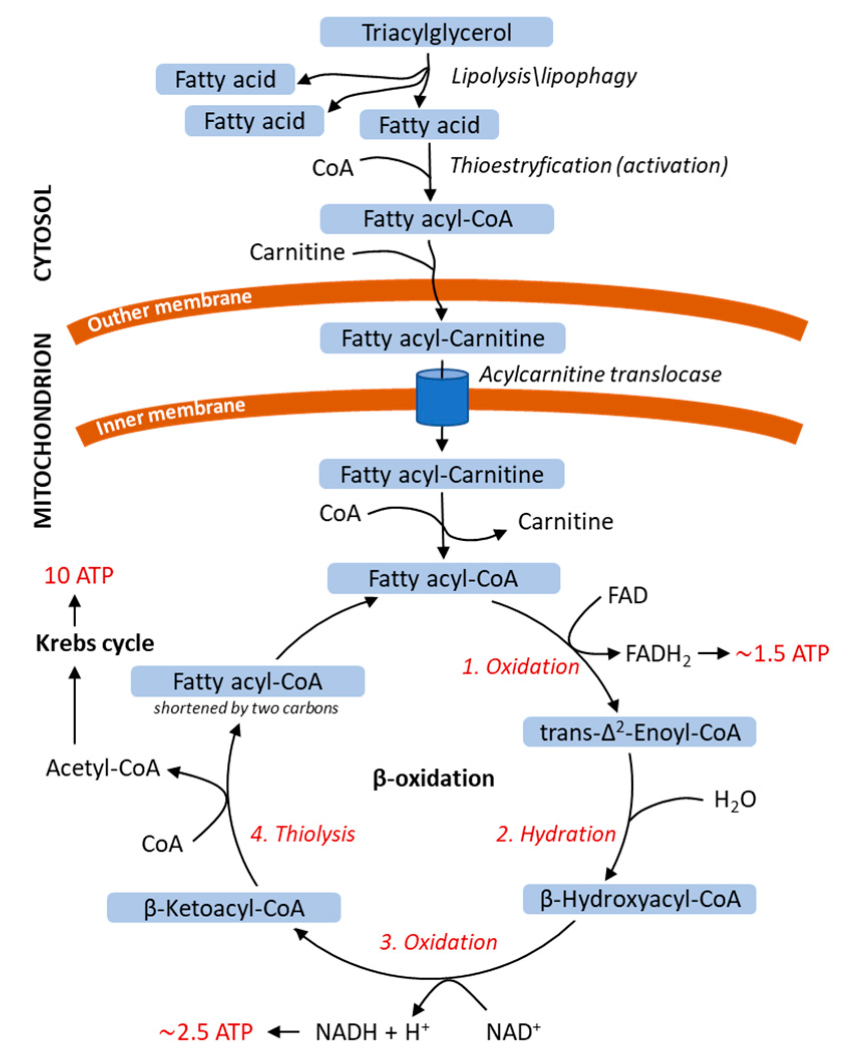 Ijms 21 06113 g002 Ijms 21 06113 g002
