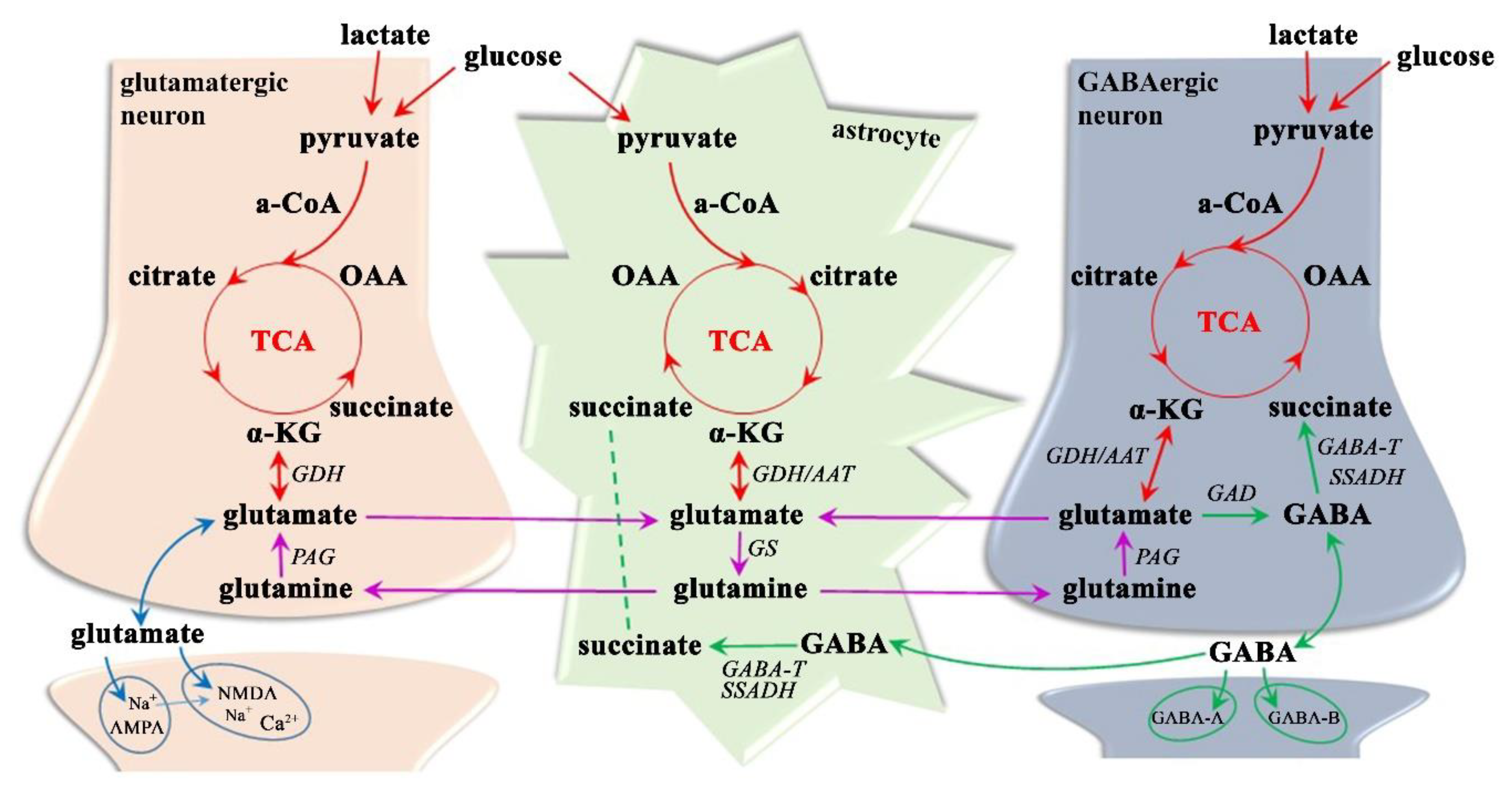 Magnetic Resonance Spectroscopy: Tools for Neuroscience