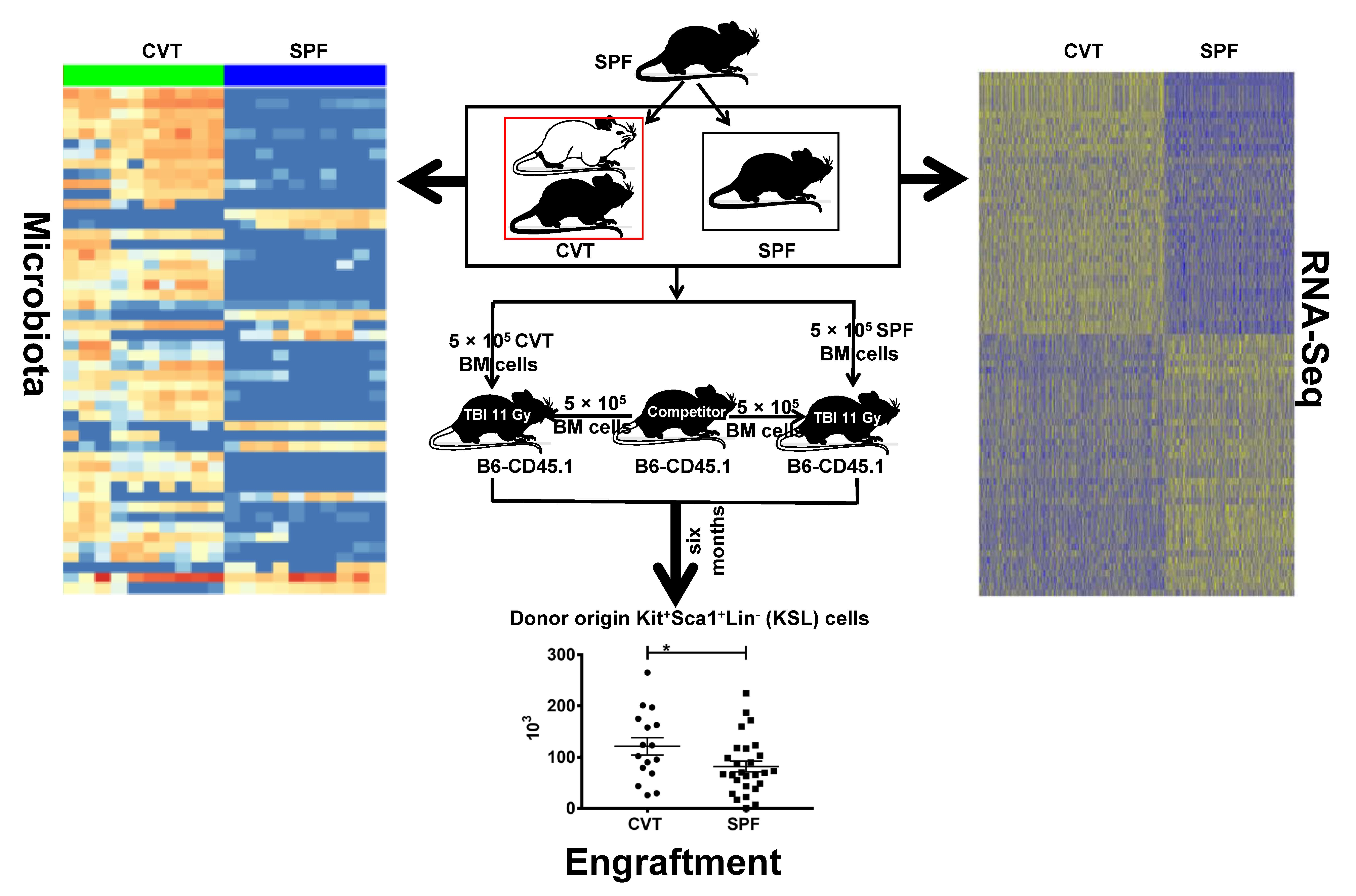 IJMS | Free Full-Text | Conventional Co-Housing Modulates Murine Gut  Microbiota and Hematopoietic Gene Expression | HTML