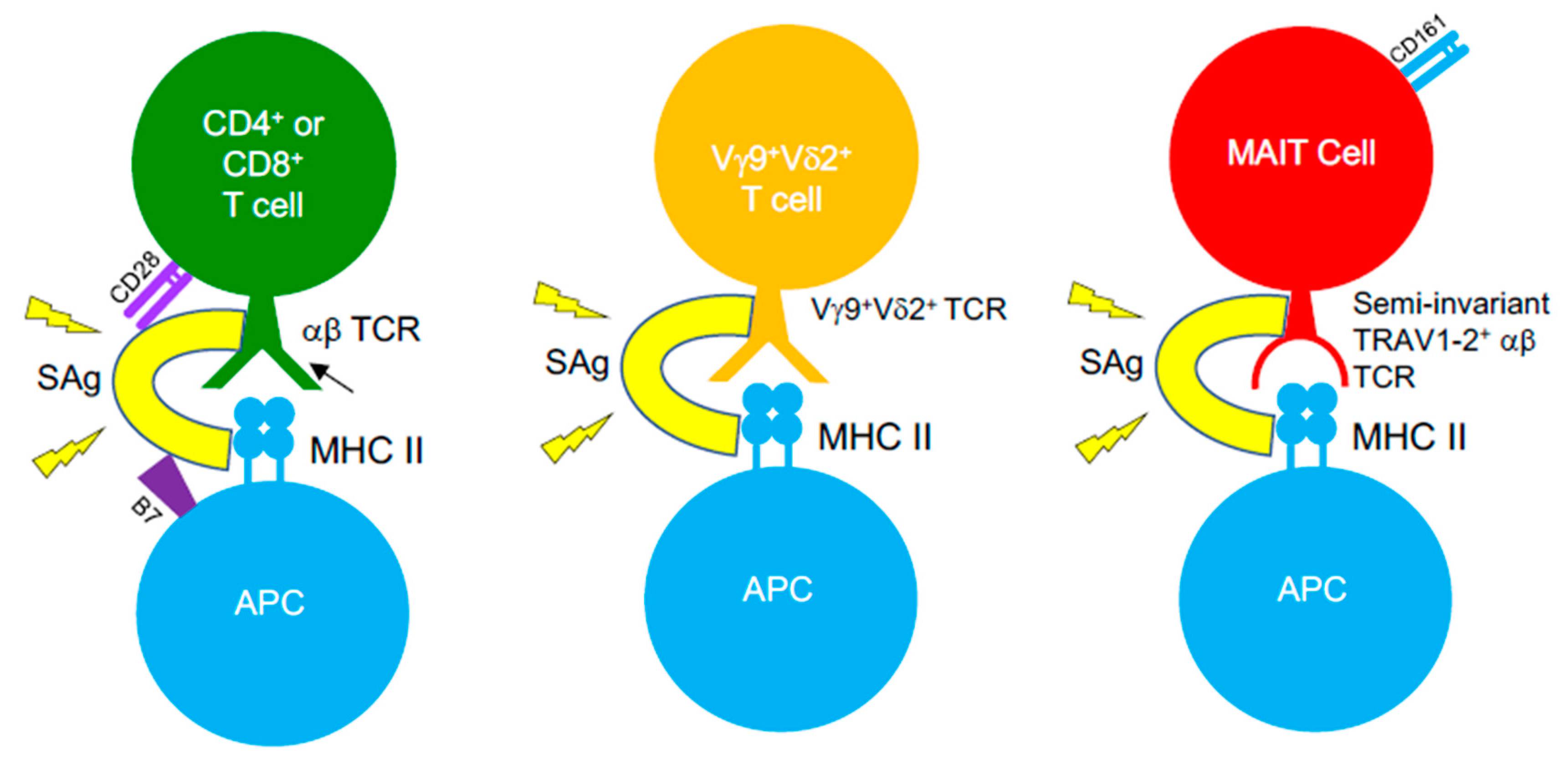Ijms 21 06144 g003 Ijms 21 06144 g003