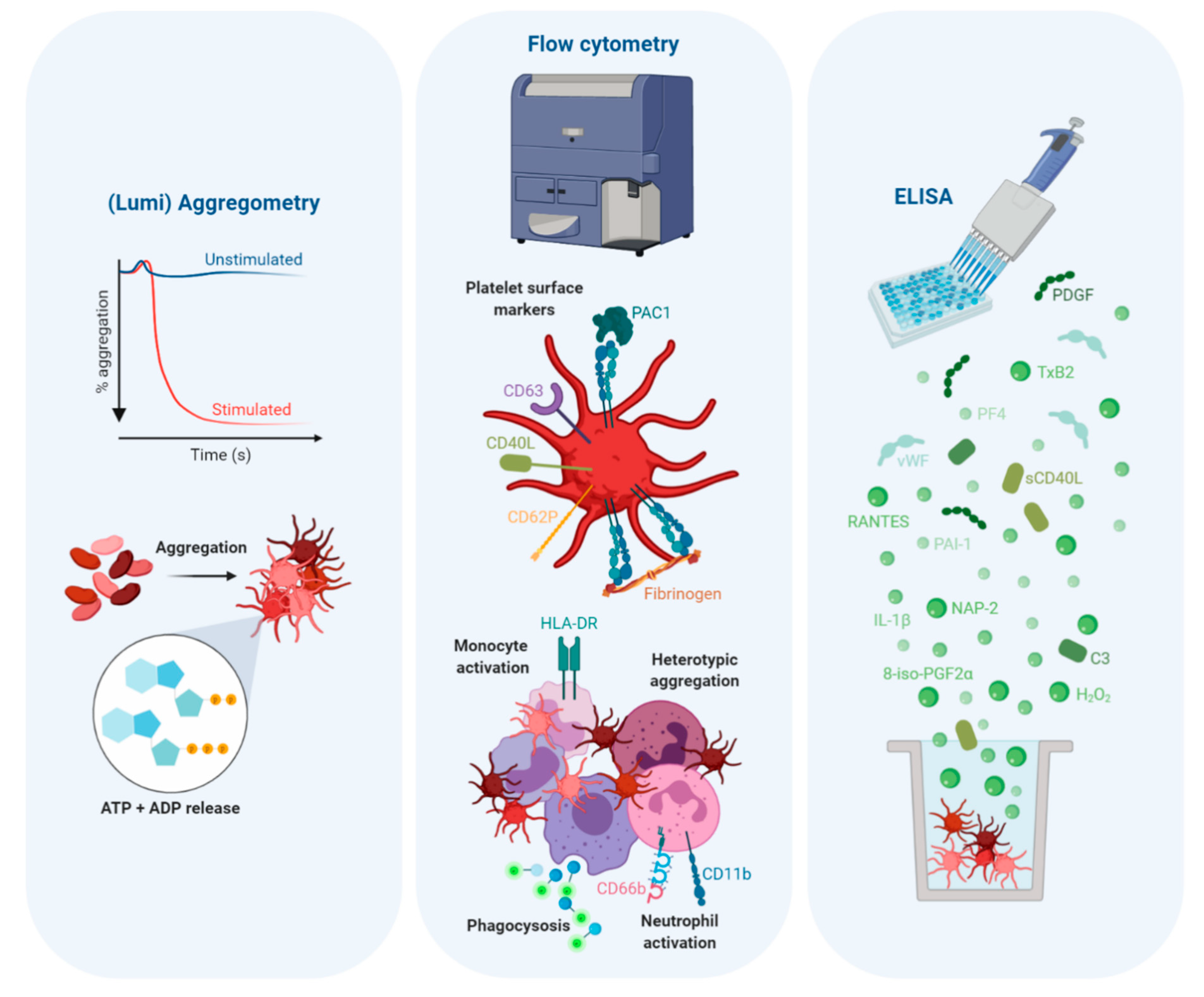 Ijms 21 06150 g004 Ijms 21 06150 g004