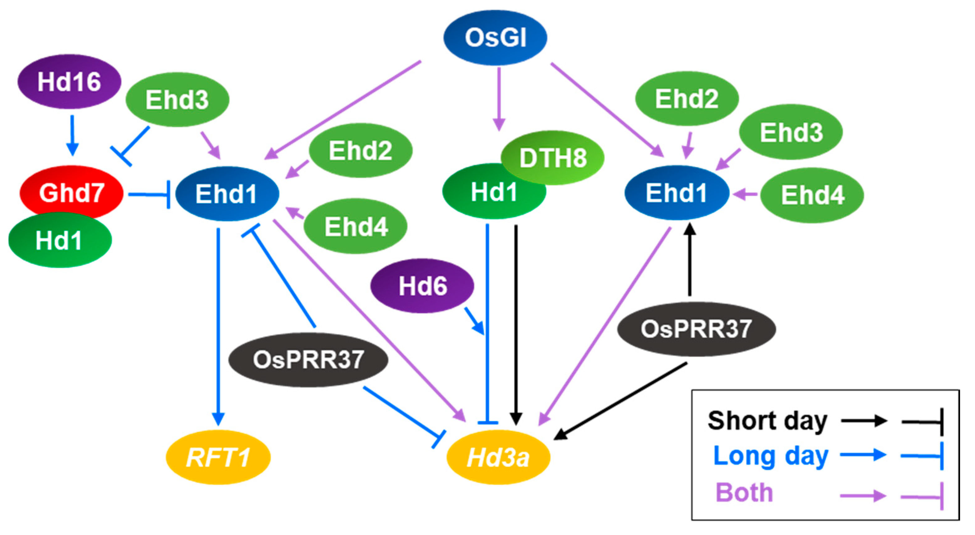 Ijms Free Full Text Environmental Signal Dependent Regulation Of Flowering Time In Rice Html Ijms Free Full Text Environmental Signal Dependent Regulation Of Flowering Time In Rice Html