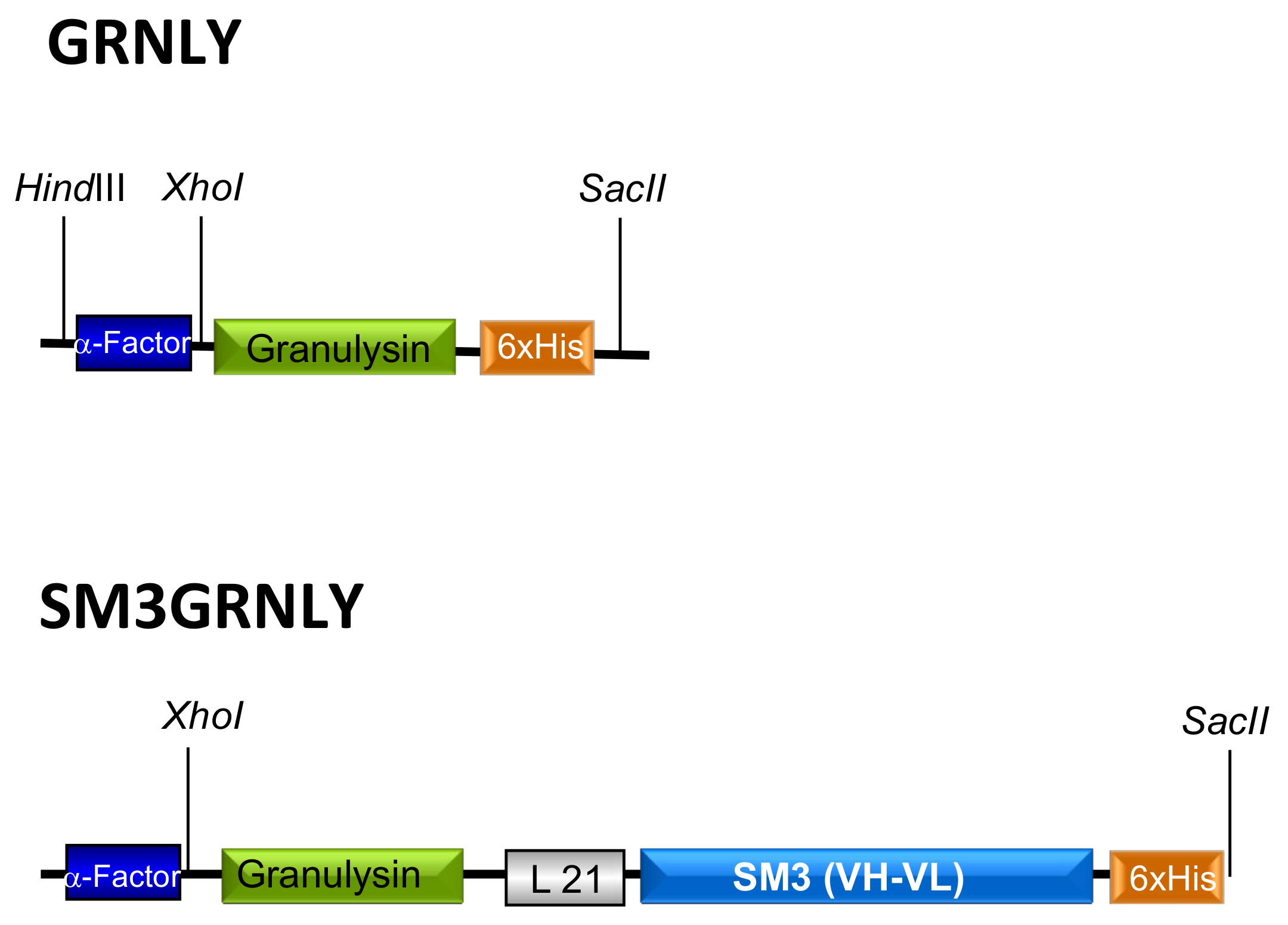 Ijms 21 06165 g001 Ijms 21 06165 g001