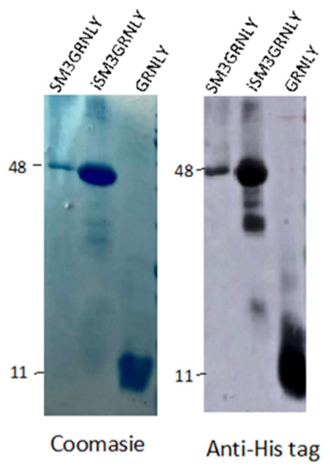 Ijms 21 06165 g003 Ijms 21 06165 g003