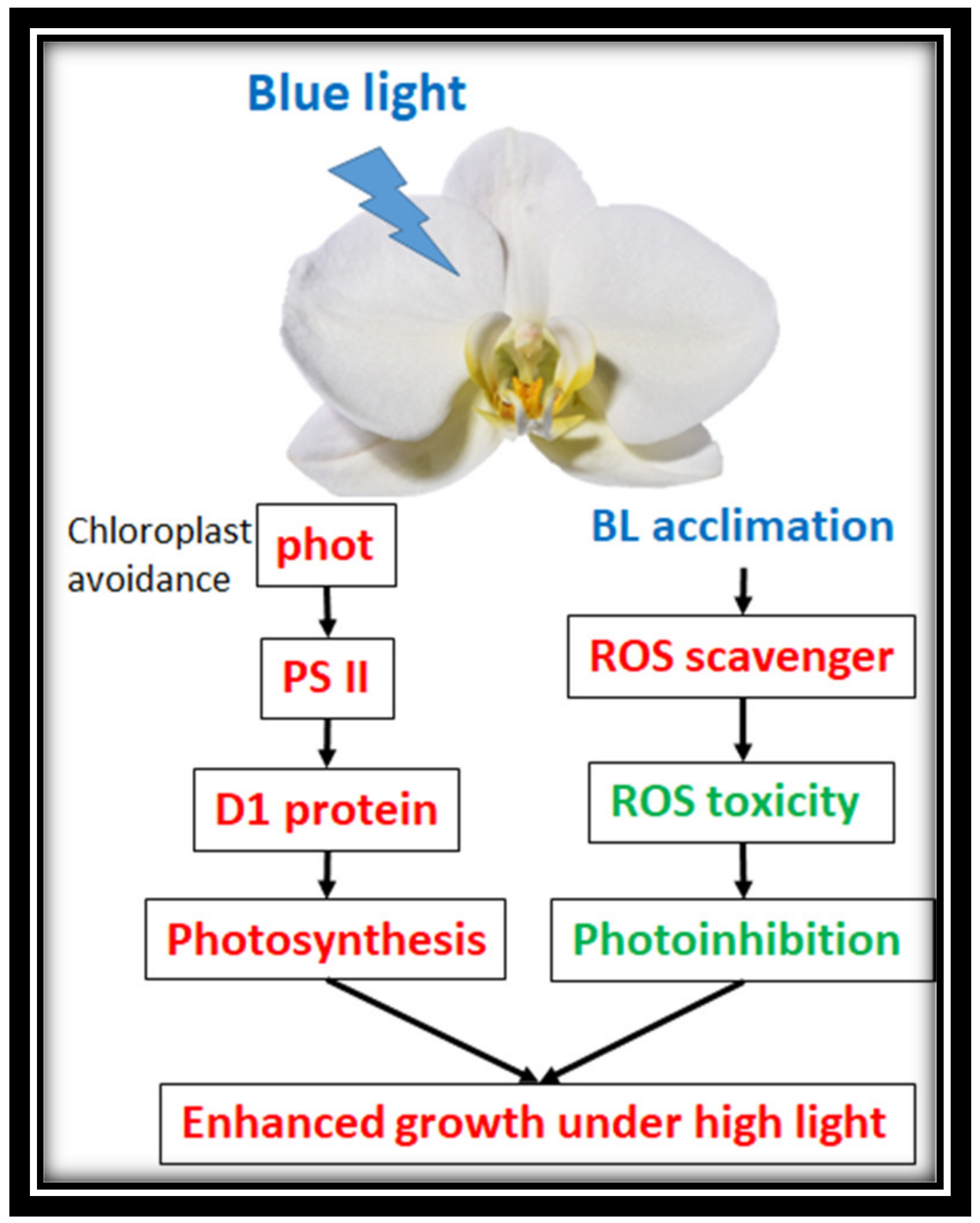 Ijms 21 06167 g010 Ijms 21 06167 g010
