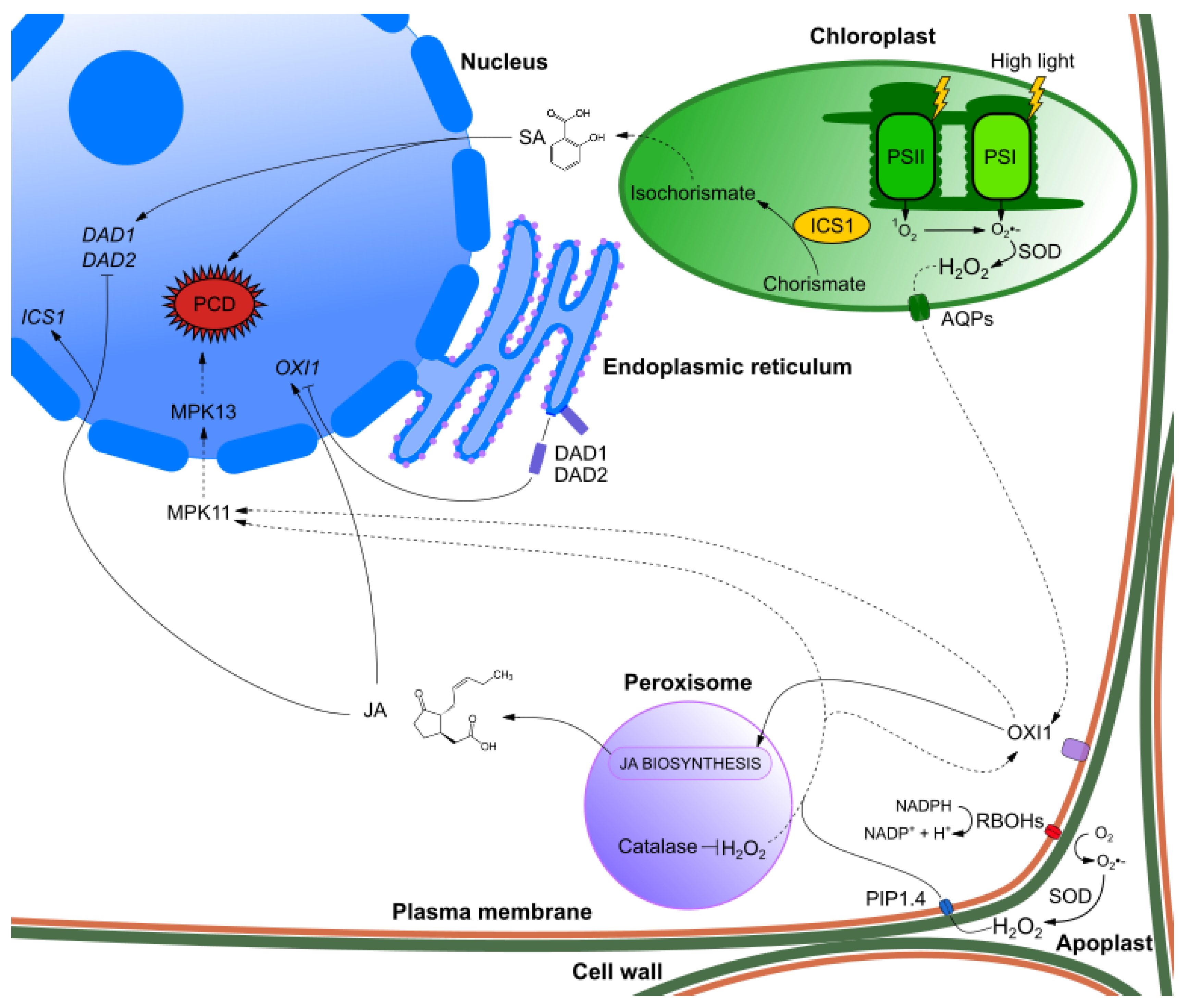 IJMS Free FullText Retrograde Signaling Understanding the