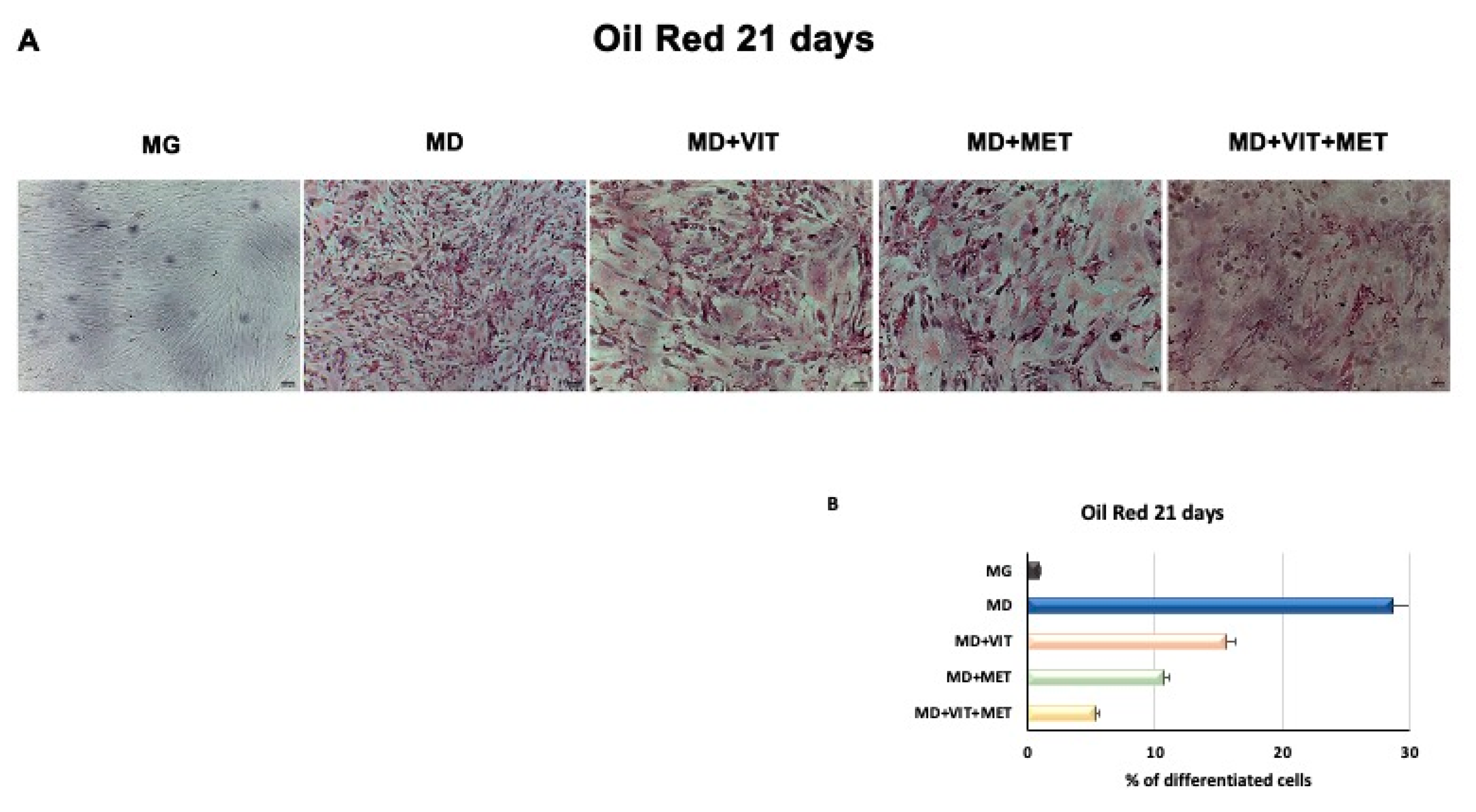 Ijms 21 06181 g007 Ijms 21 06181 g007