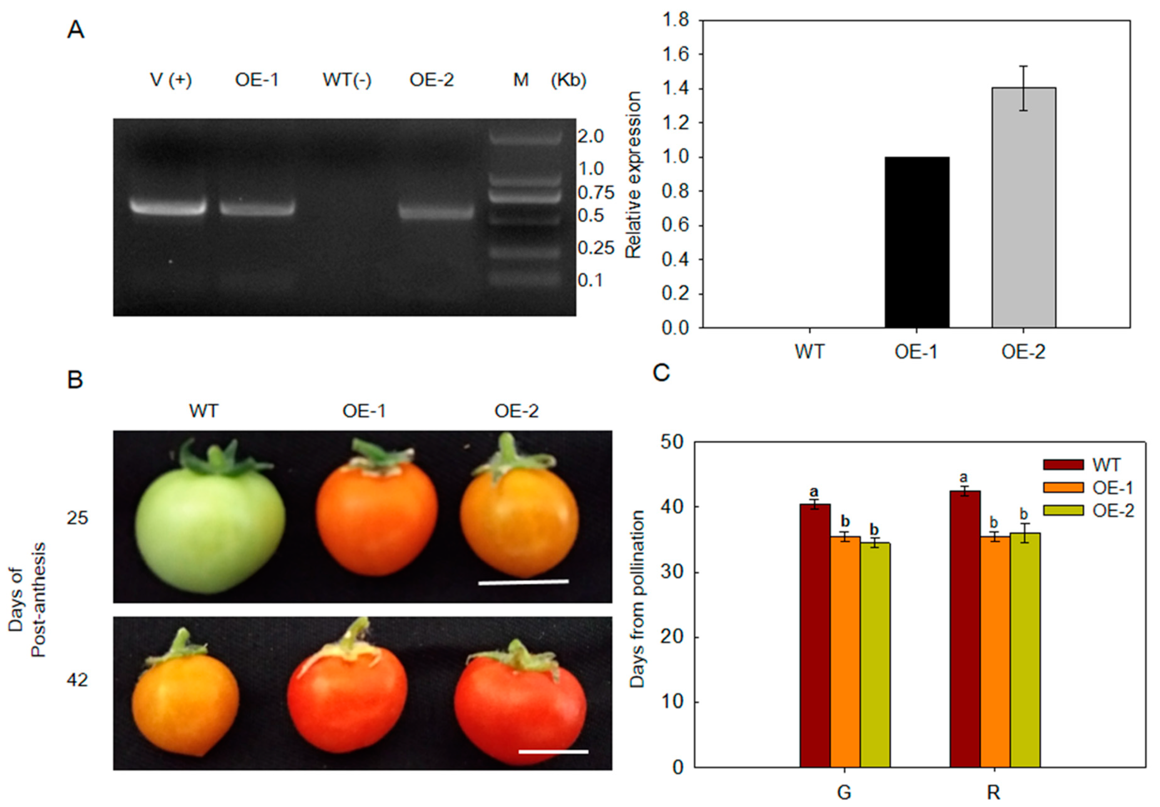 Ijms 21 06182 g003 Ijms 21 06182 g003