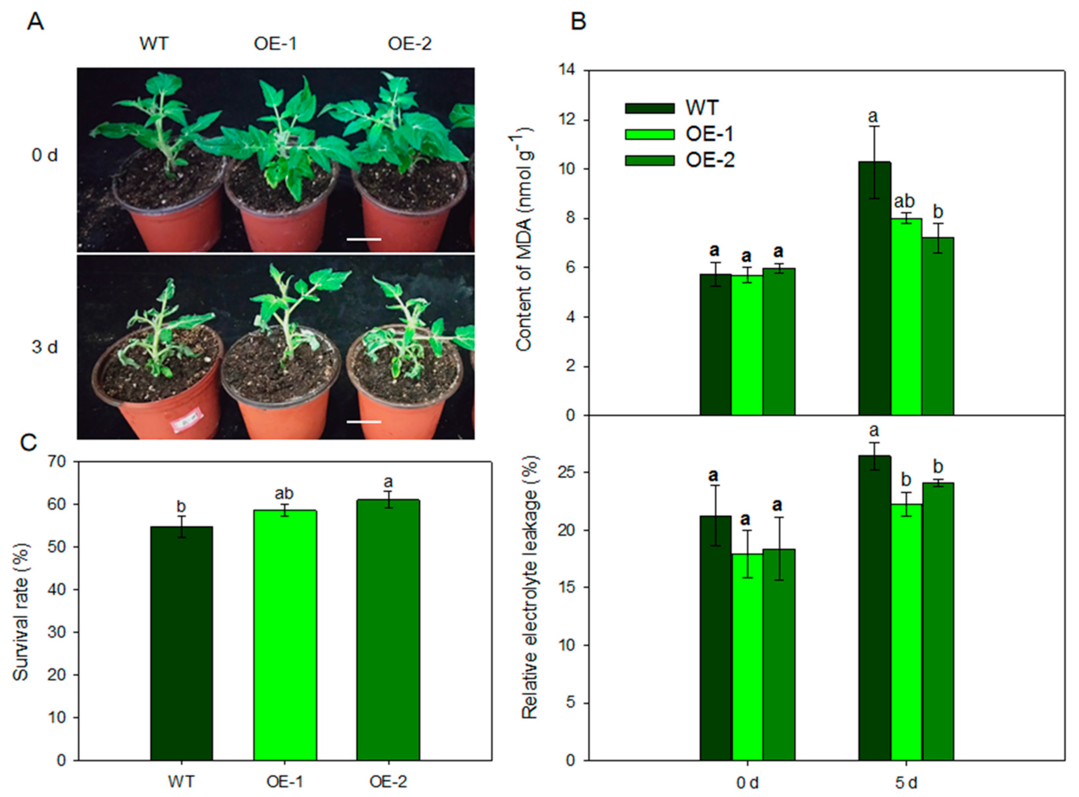 Ijms 21 06182 g006 Ijms 21 06182 g006