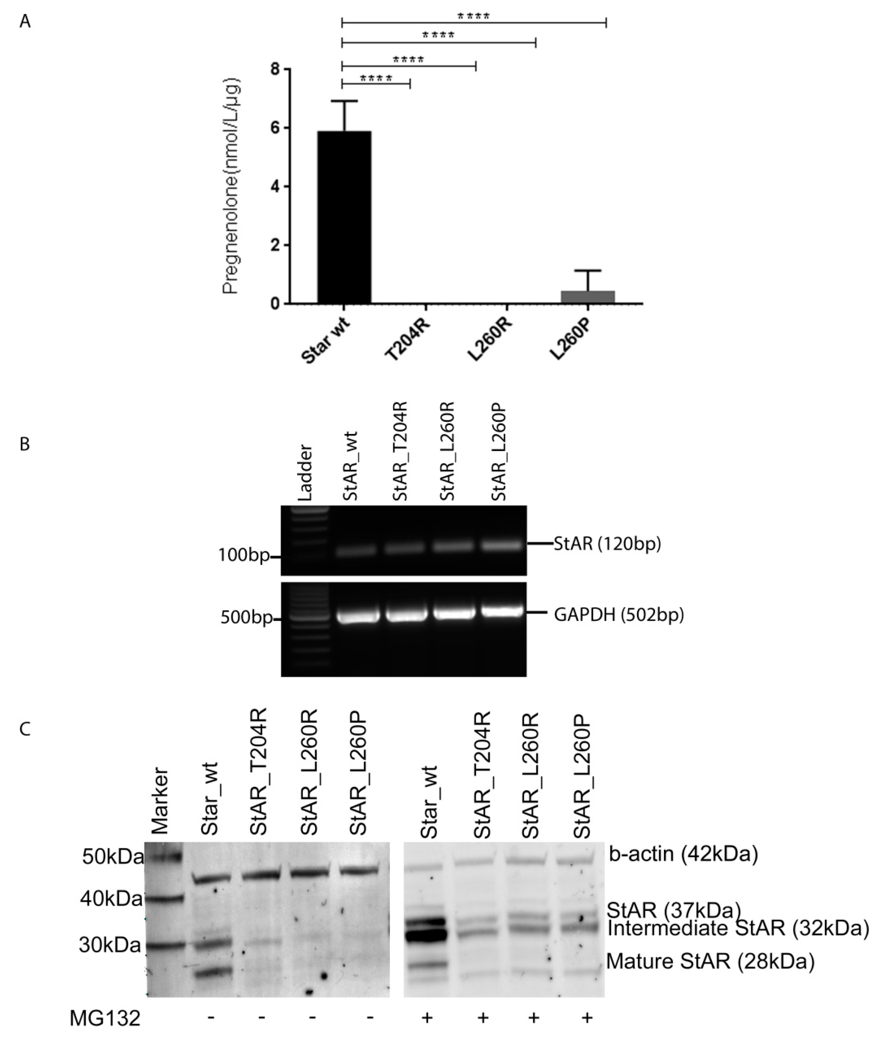 Ijms 21 06185 g004 Ijms 21 06185 g004