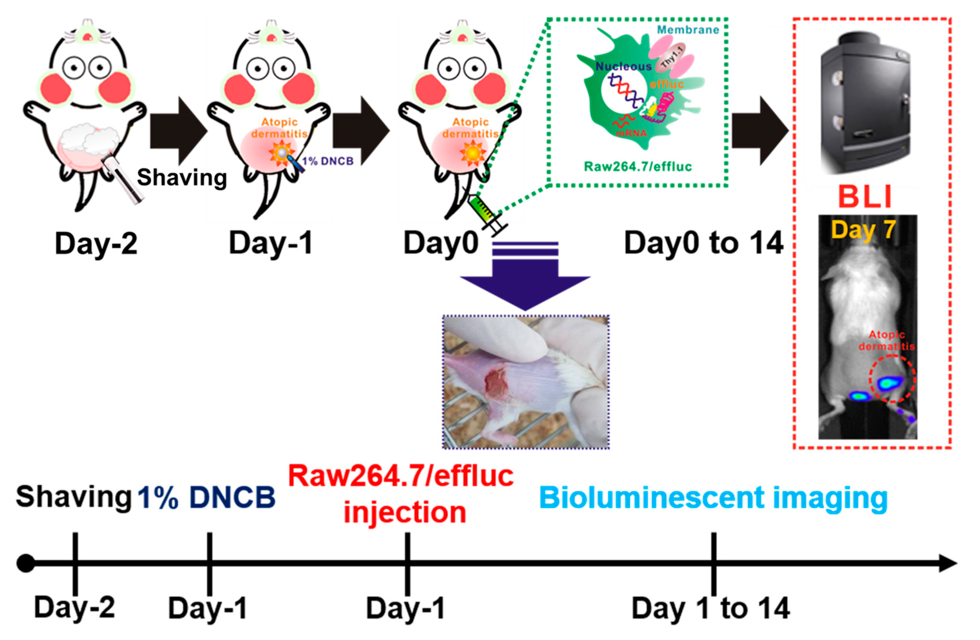 Ijms 21 06205 g001 Ijms 21 06205 g001