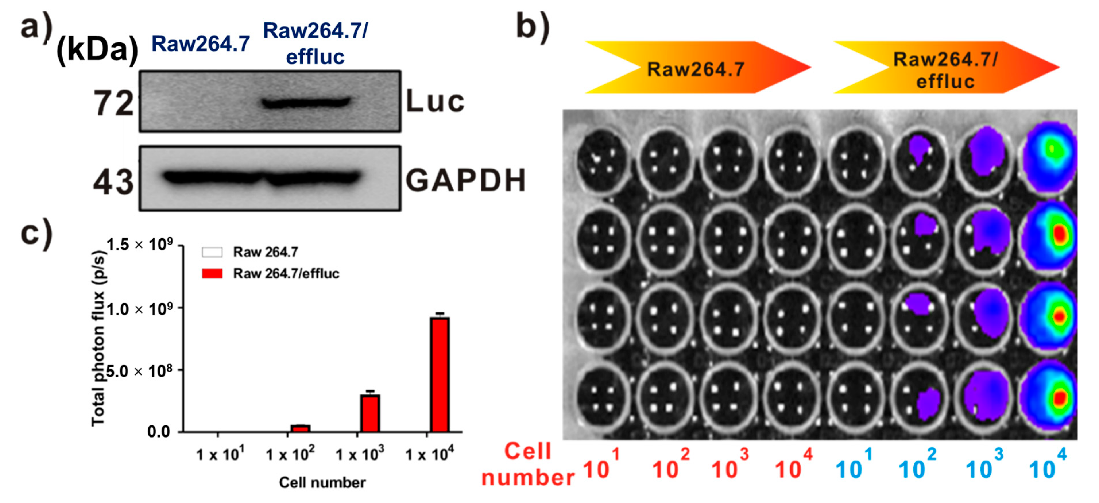 Ijms 21 06205 g002 Ijms 21 06205 g002
