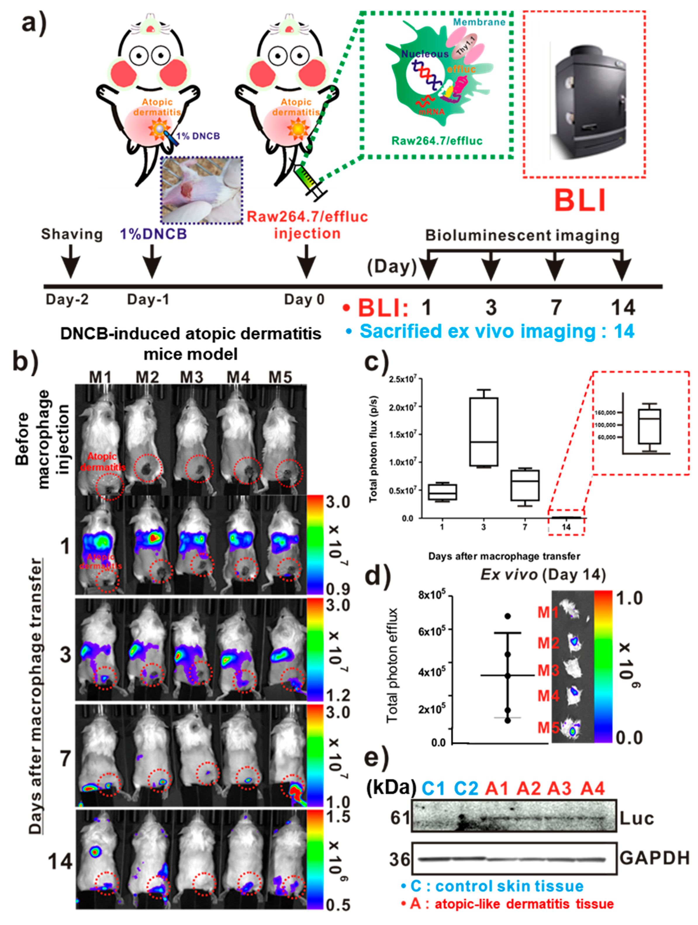Ijms 21 06205 g003 Ijms 21 06205 g003
