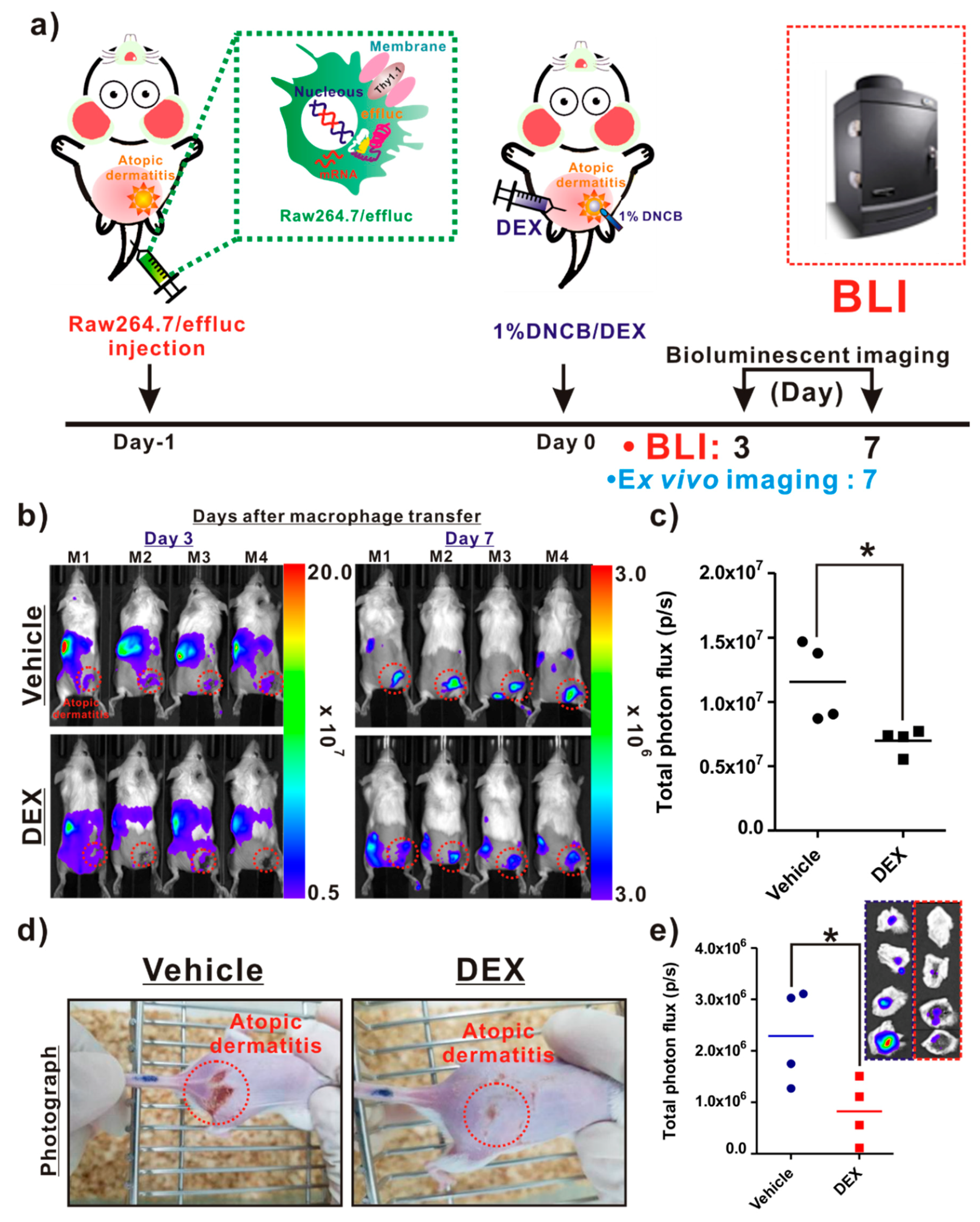 Ijms 21 06205 g005 Ijms 21 06205 g005