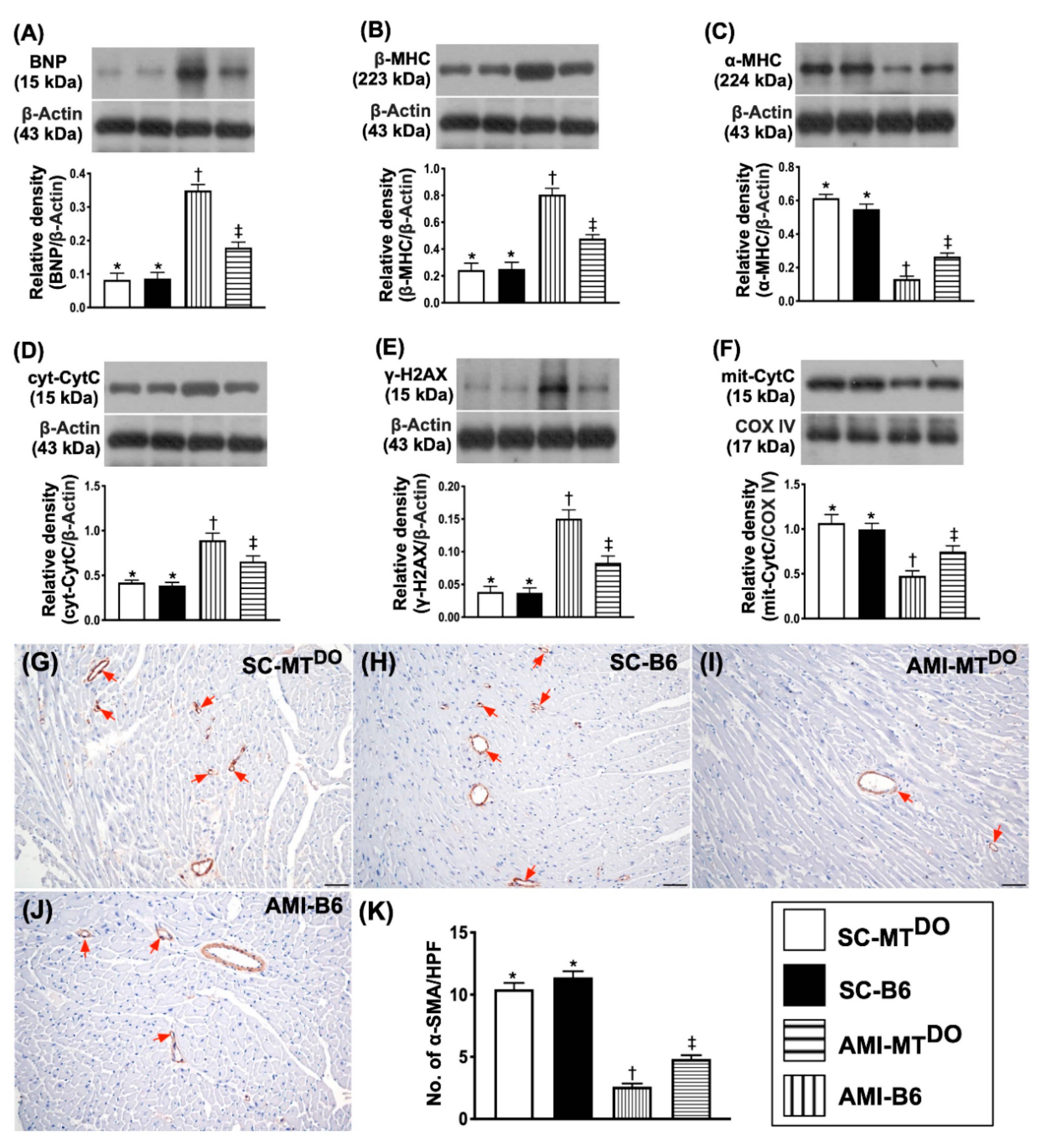 Ijms 21 06219 g005 Ijms 21 06219 g005