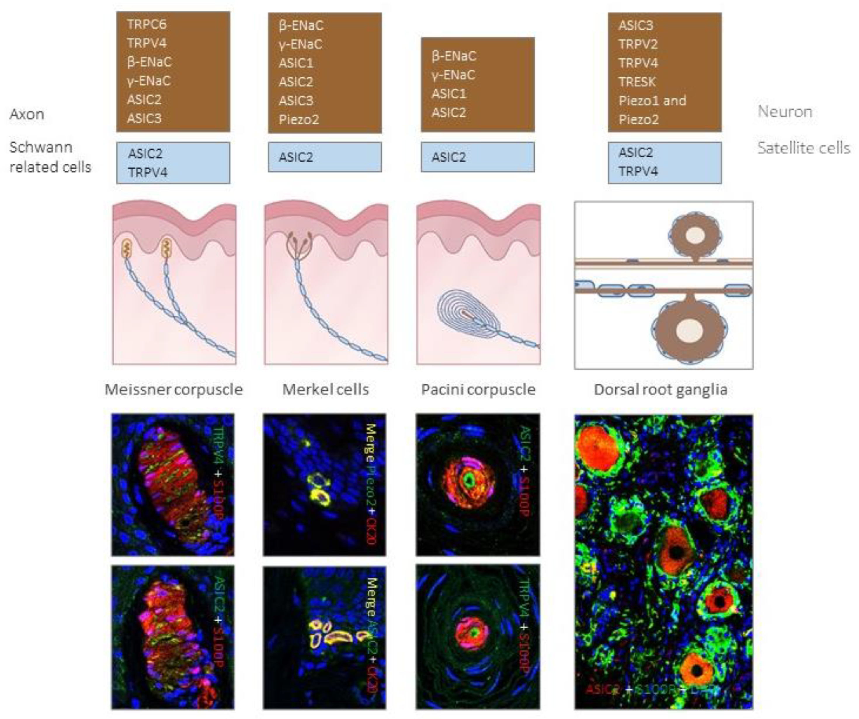 Ijms 21 06221 g004 Ijms 21 06221 g004