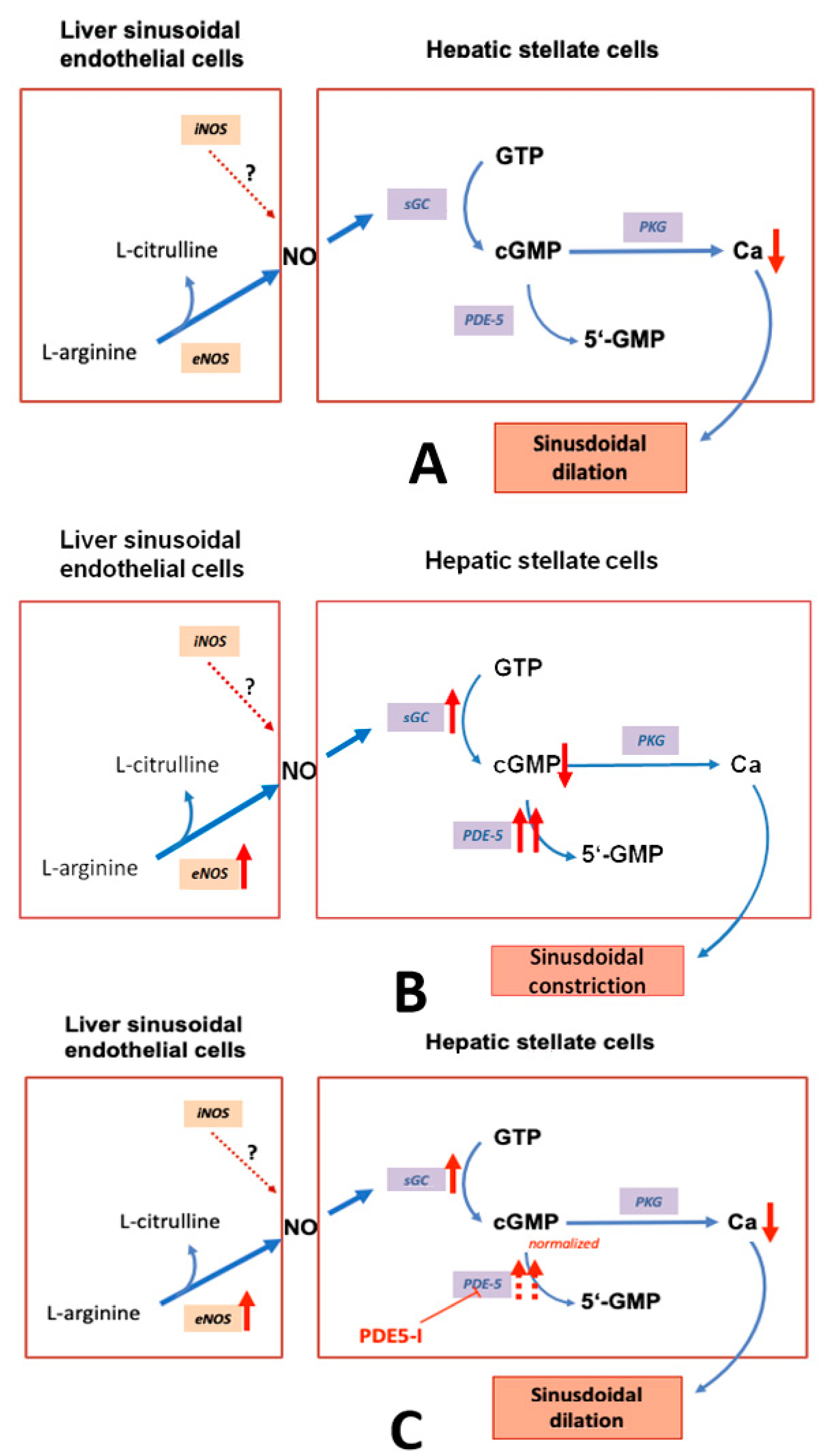 Ijms Free Full Text Phosphodiesterases In The Liver As Potential Therapeutic Targets Of Cirrhotic Portal Hypertension Html