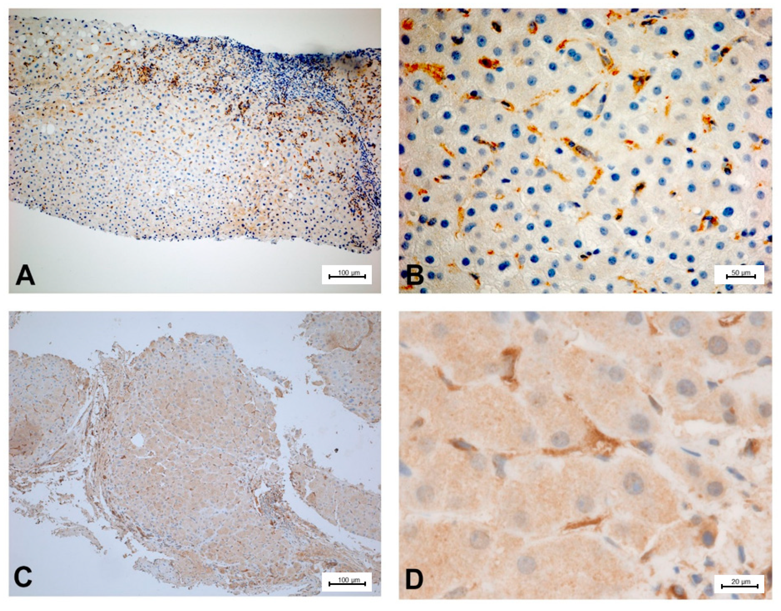 Ijms 21 06223 g005 Ijms 21 06223 g005