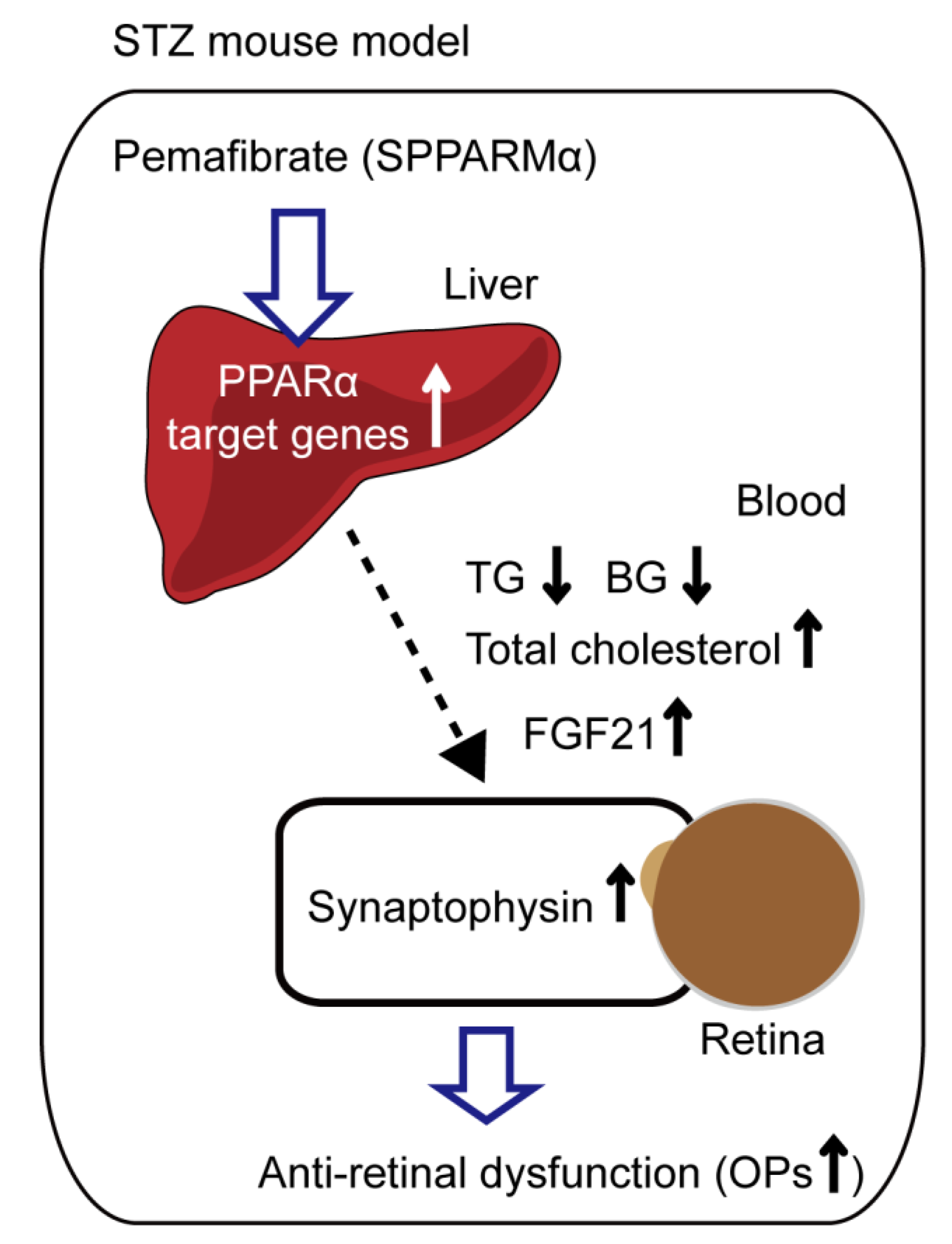 Ijms 21 06243 g007 Ijms 21 06243 g007