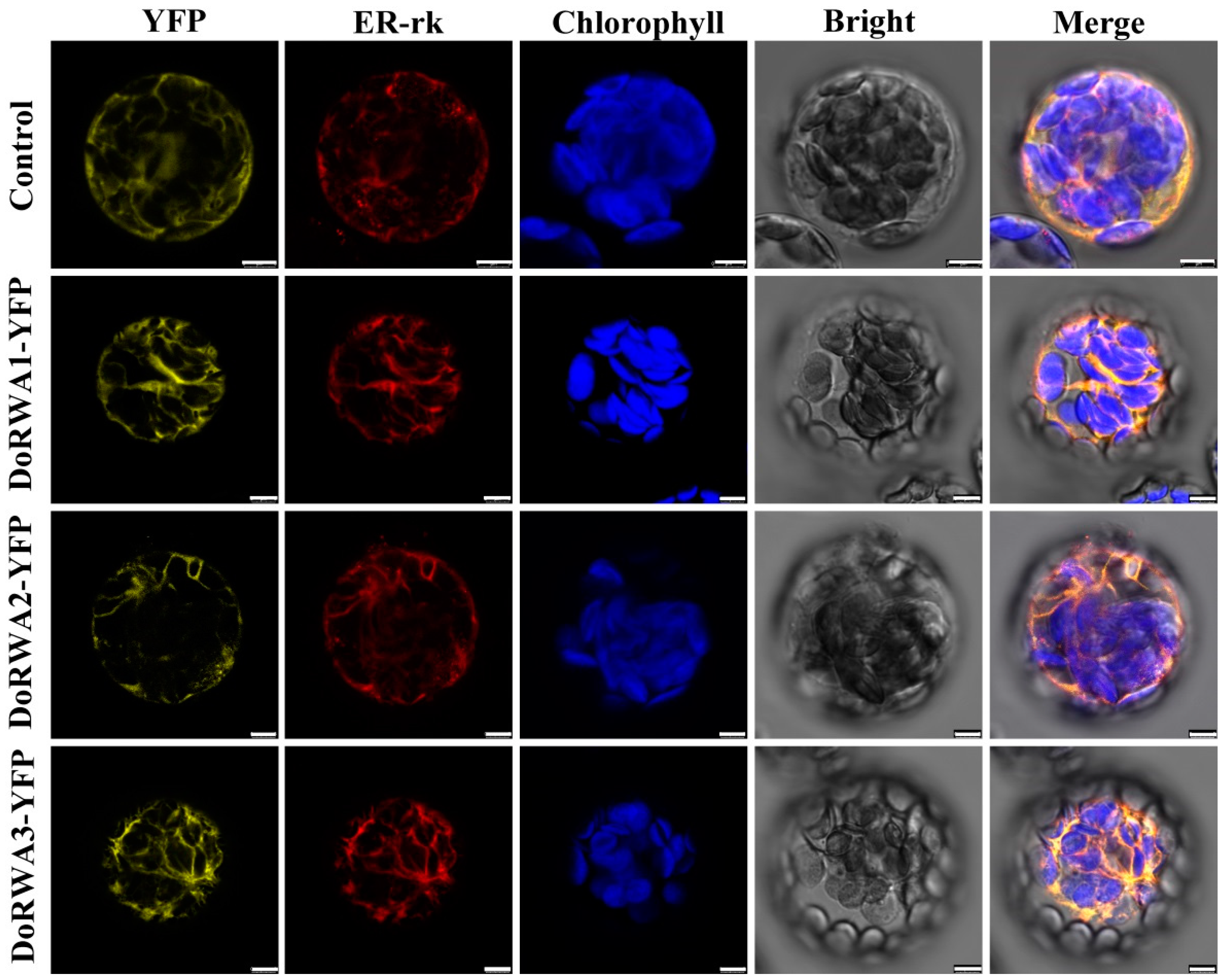 Ijms 21 06250 g004 Ijms 21 06250 g004