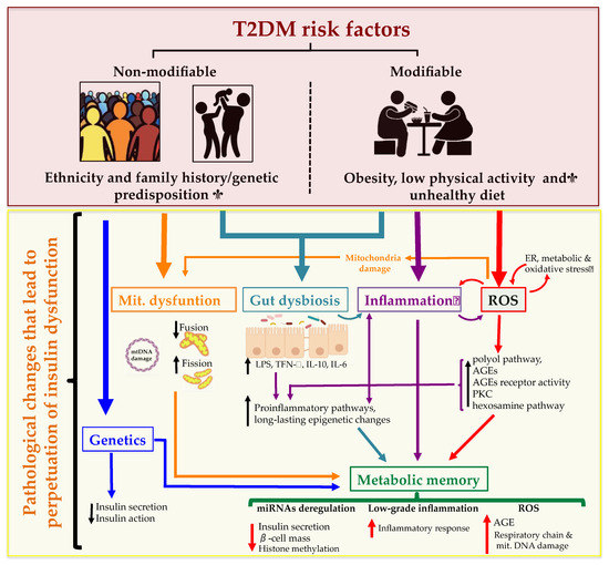 diabetes mellitus type 2 pathophysiology