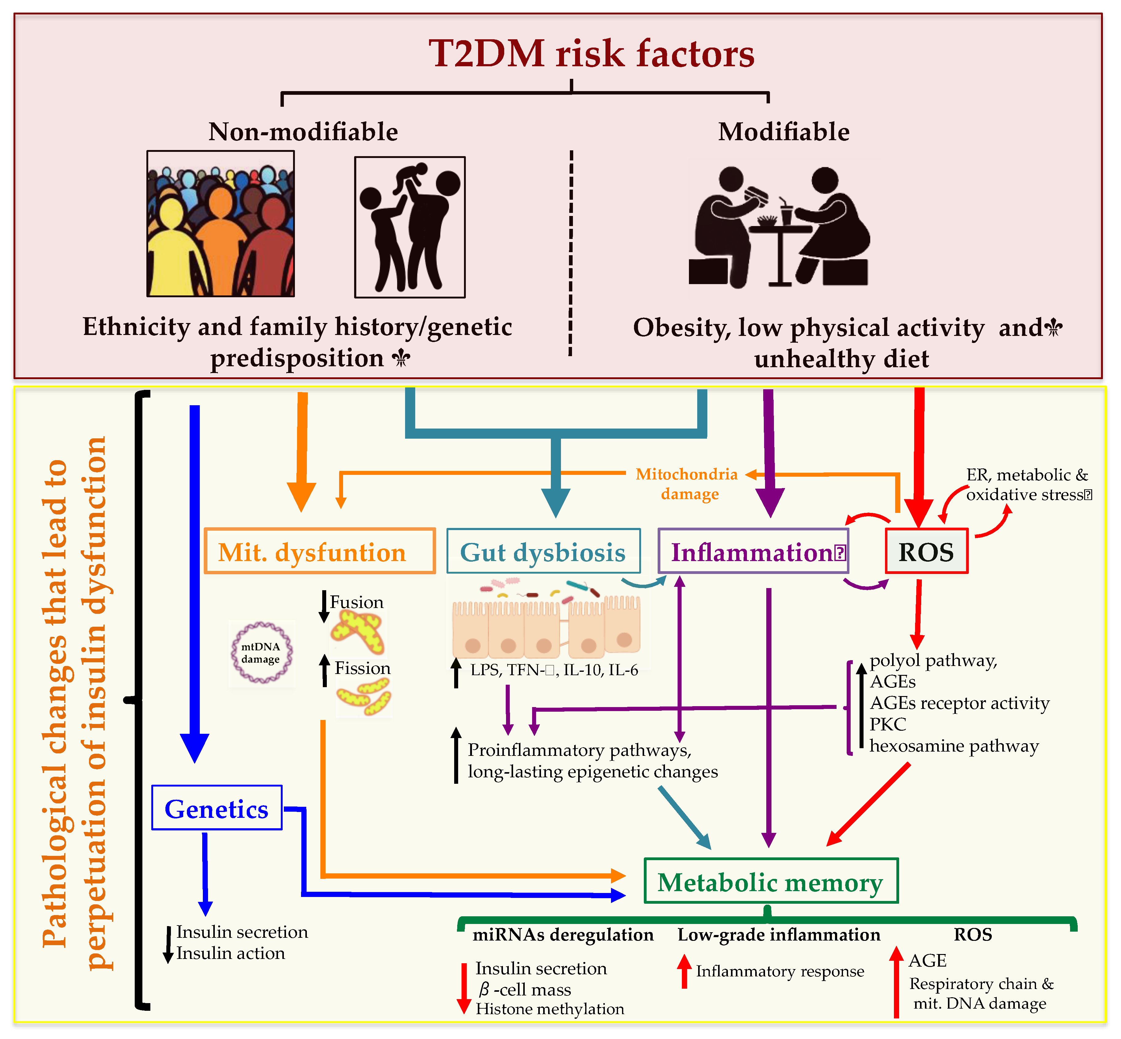 causes of type 2 diabetes mellitus pdf