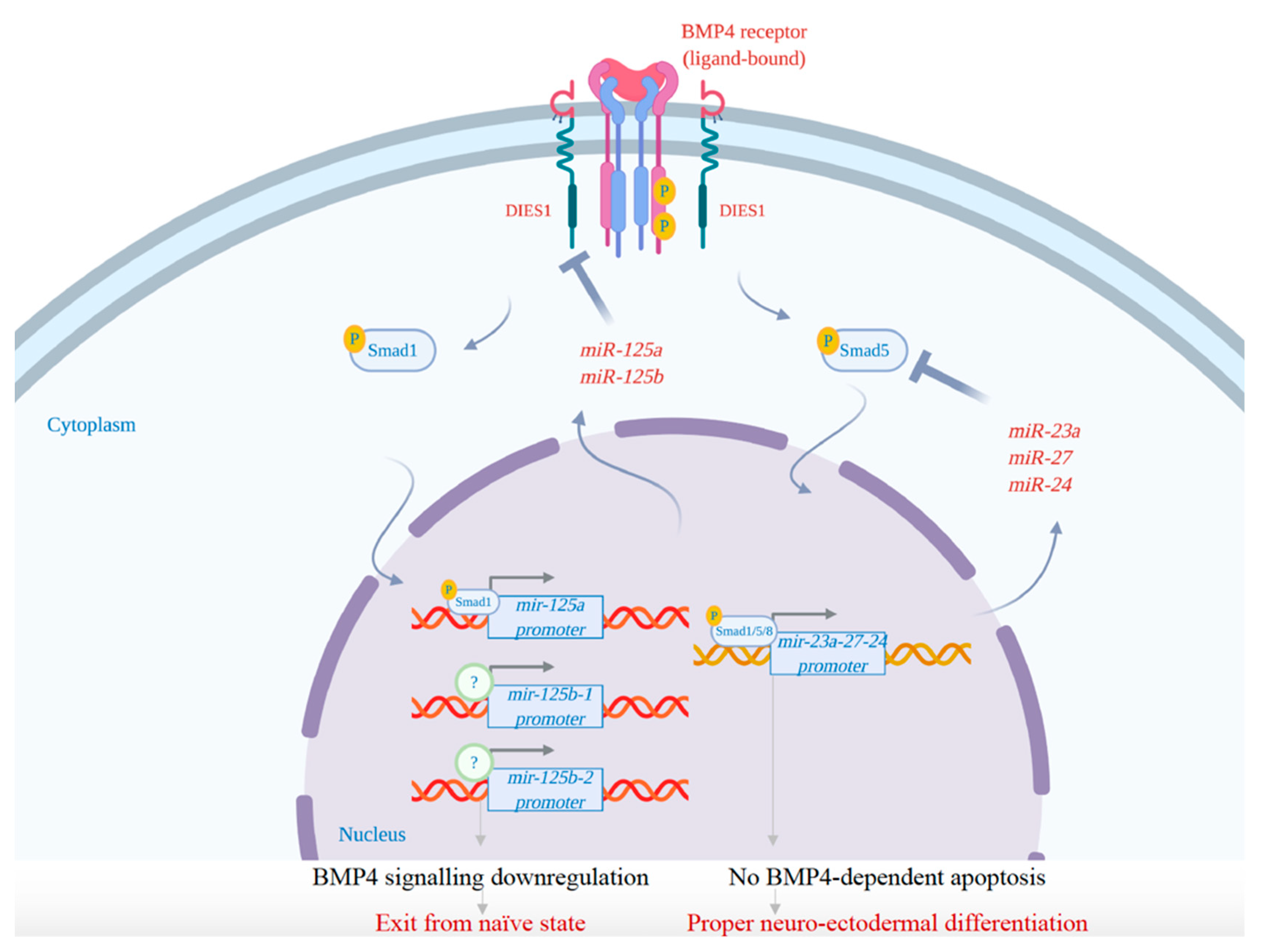 Ijms 21 06285 g003 Ijms 21 06285 g003