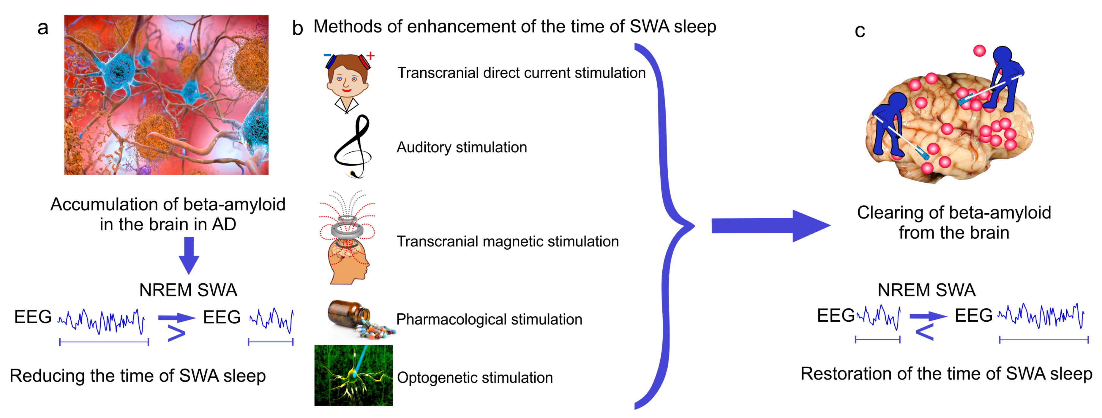 Ijms 21 06293 g003 Ijms 21 06293 g003