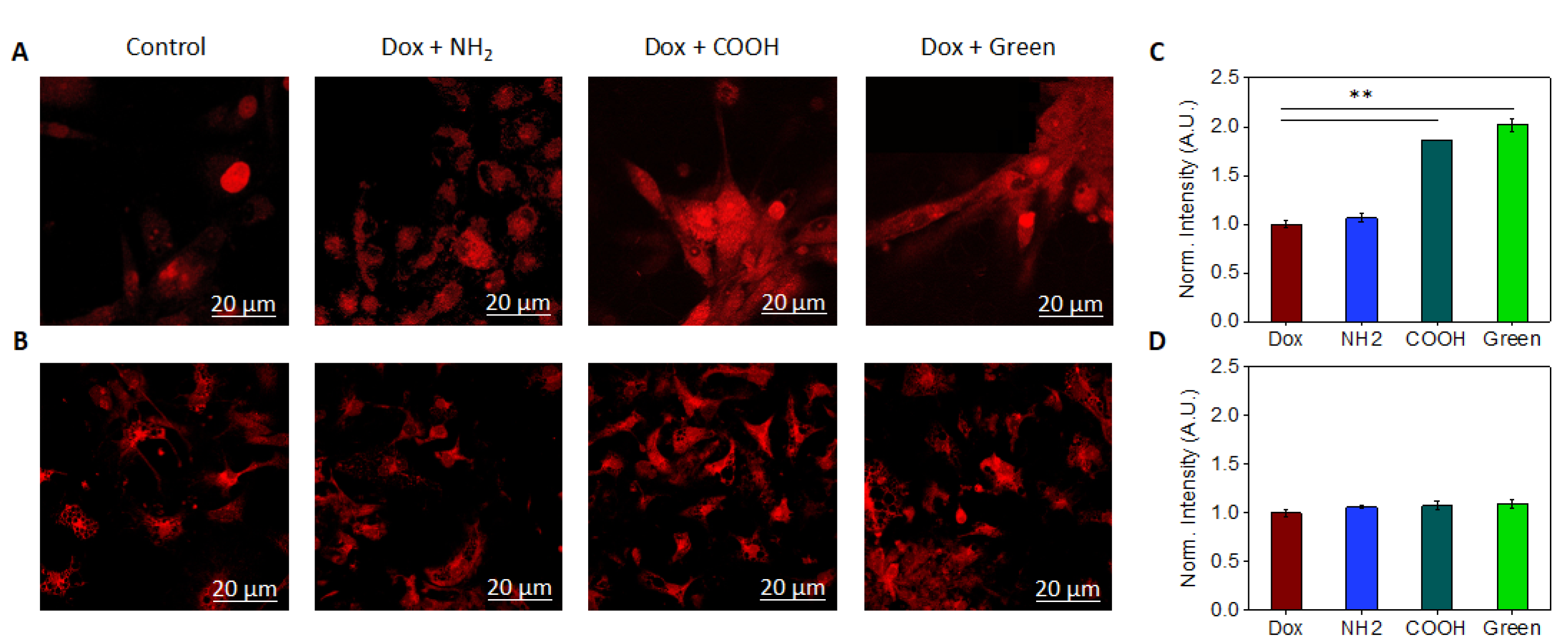 Ijms 21 06301 g005 Ijms 21 06301 g005